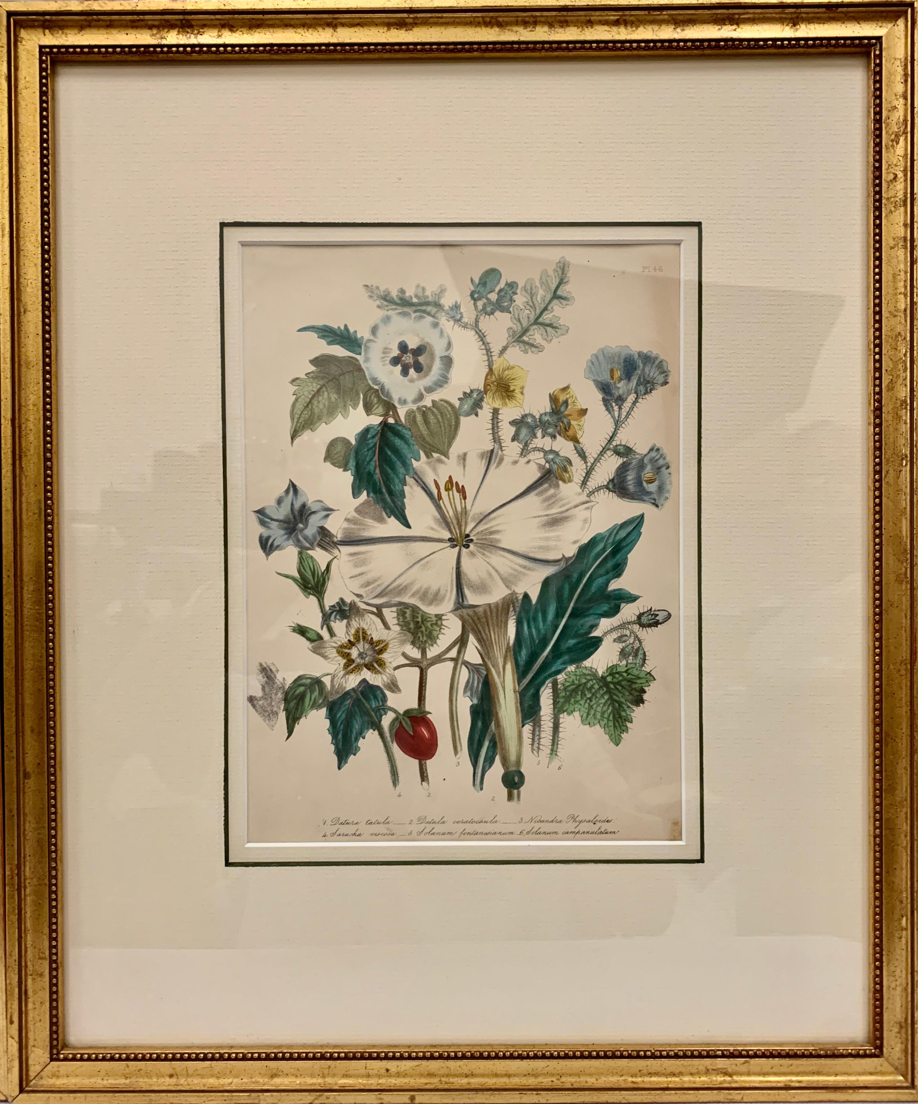  Pair of 19th Century Botanical Prints by Mrs. Loudon In Good Condition In West Palm Beach, FL