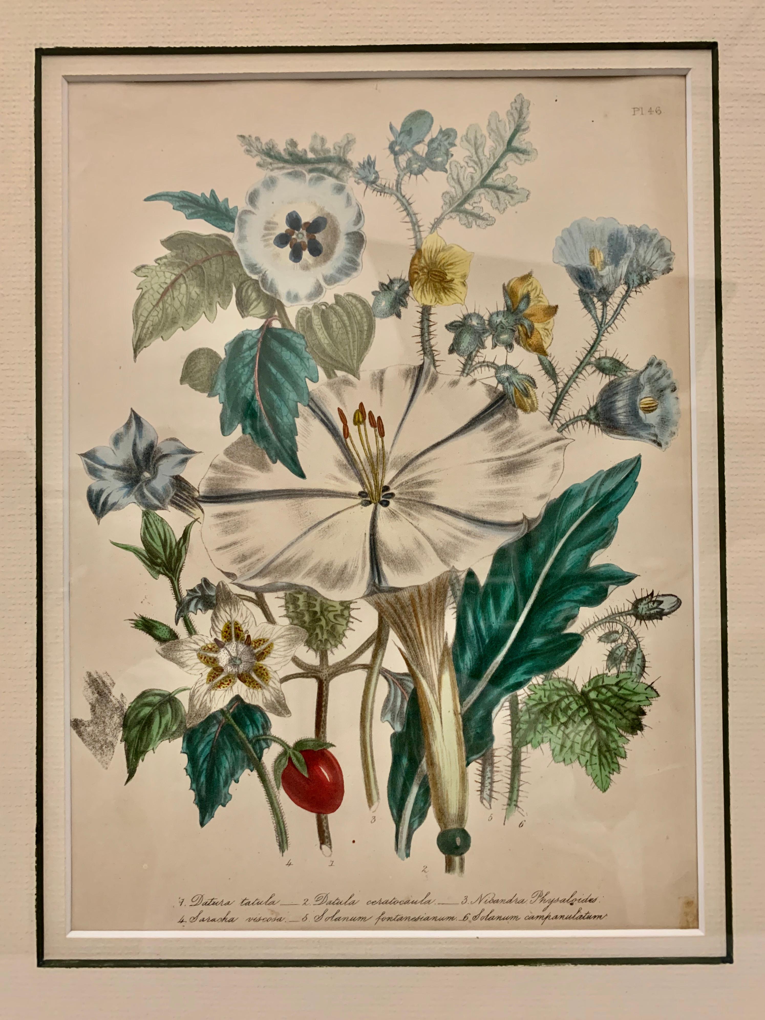 Paper  Pair of 19th Century Botanical Prints by Mrs. Loudon