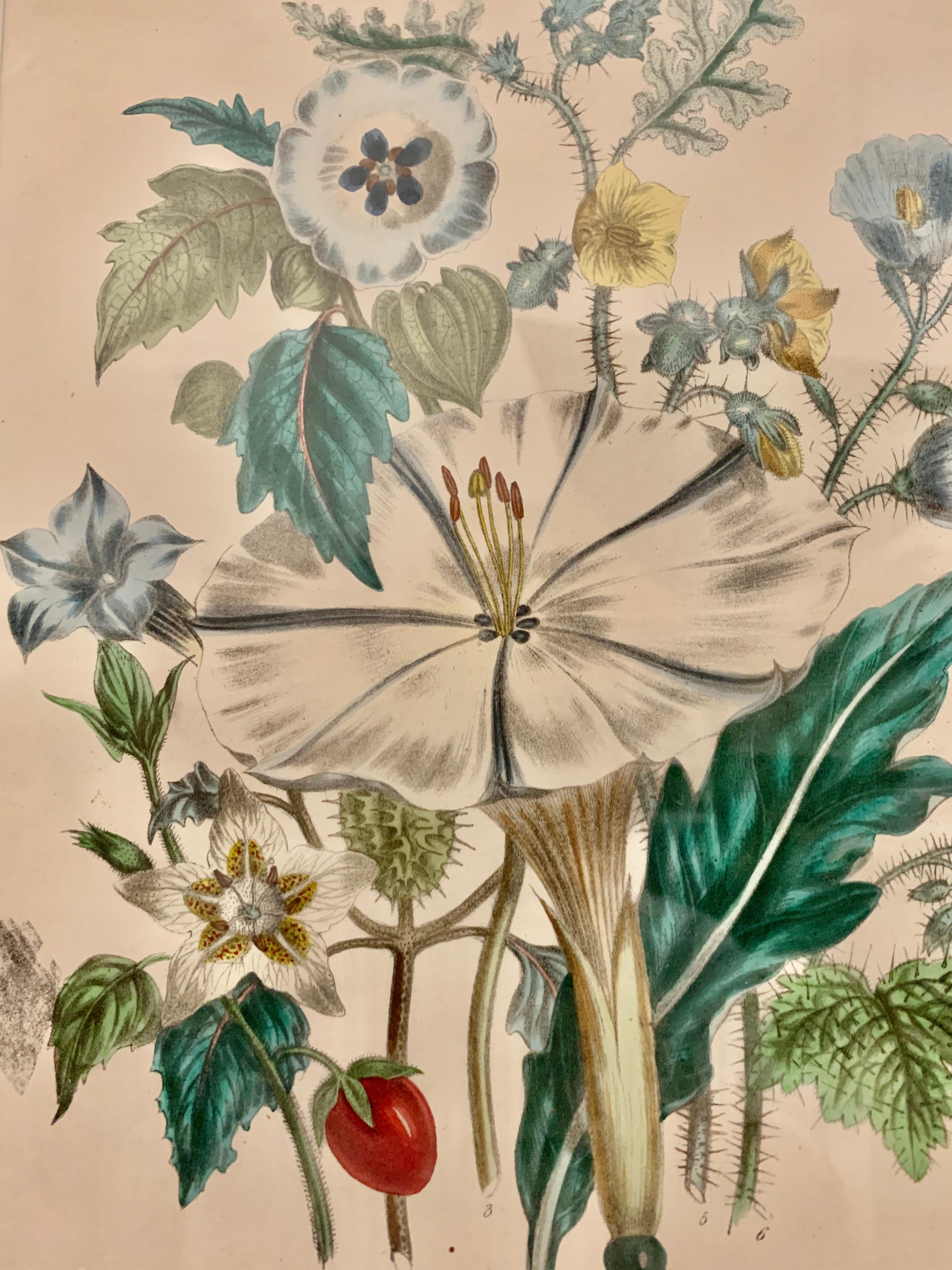 Mid-19th Century  Pair of 19th Century Botanical Prints by Mrs. Loudon
