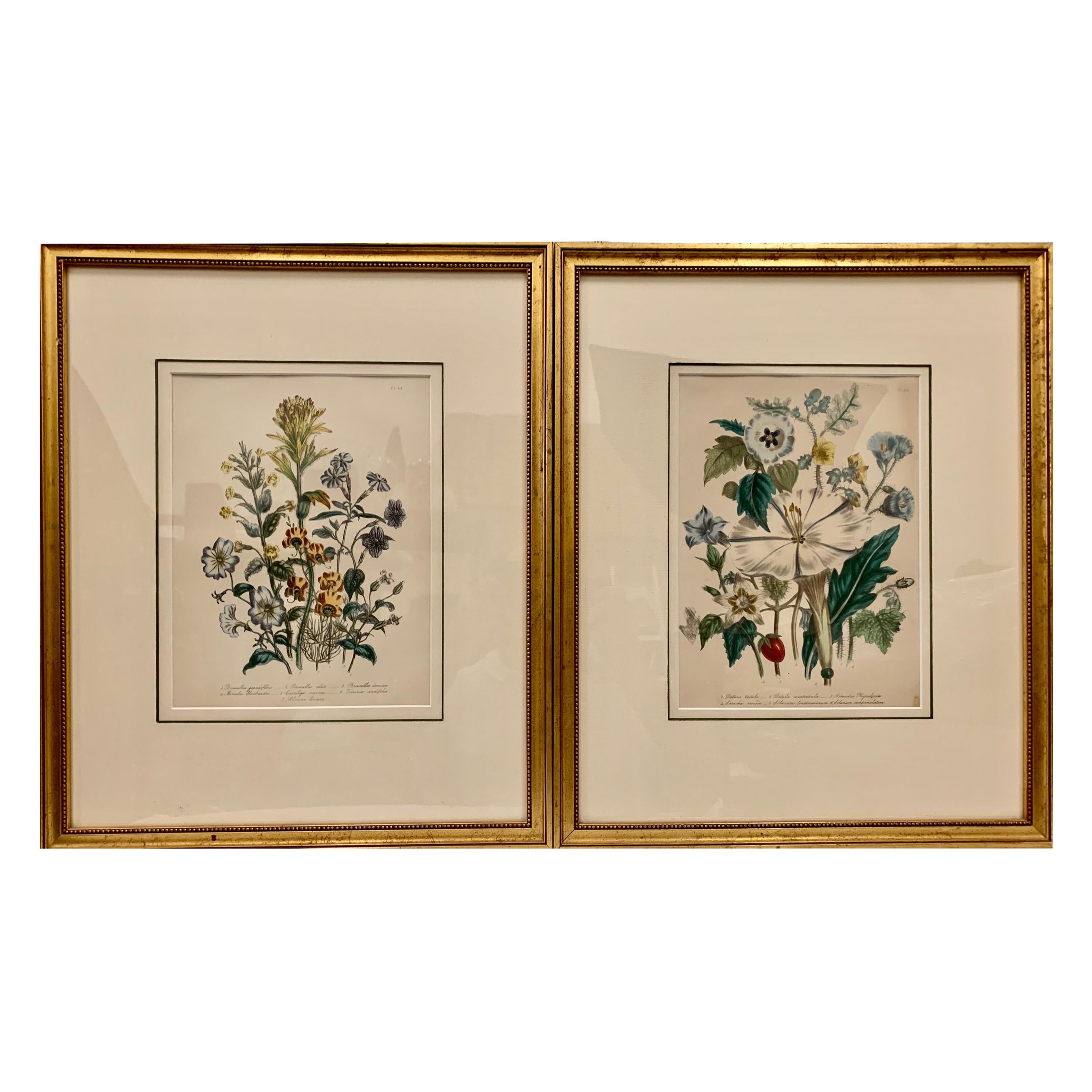  Pair of 19th Century Botanical Prints by Mrs. Loudon