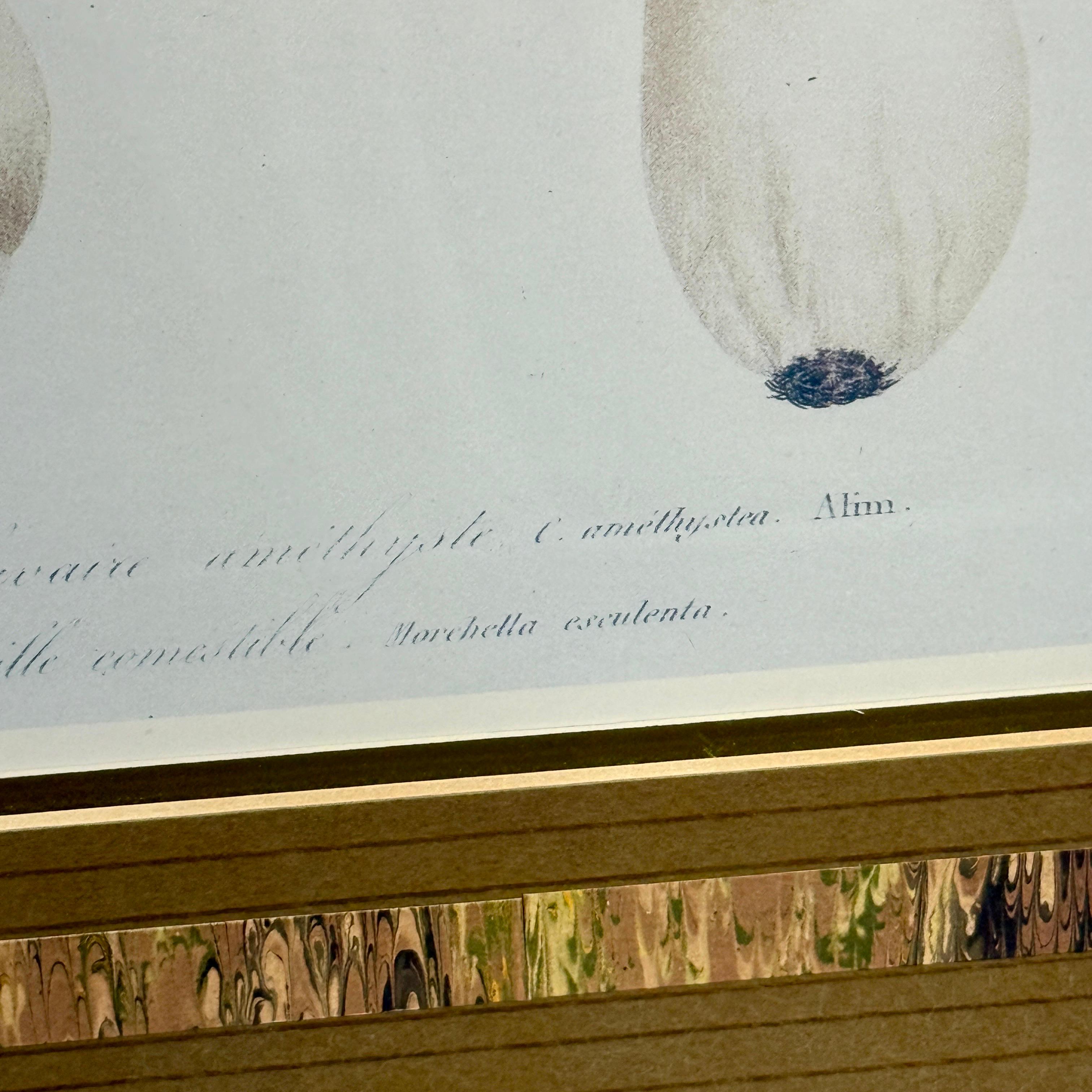 Paire d'impressions d'art taxonomie champignon dans un cadre en bois de ronce en vente 4