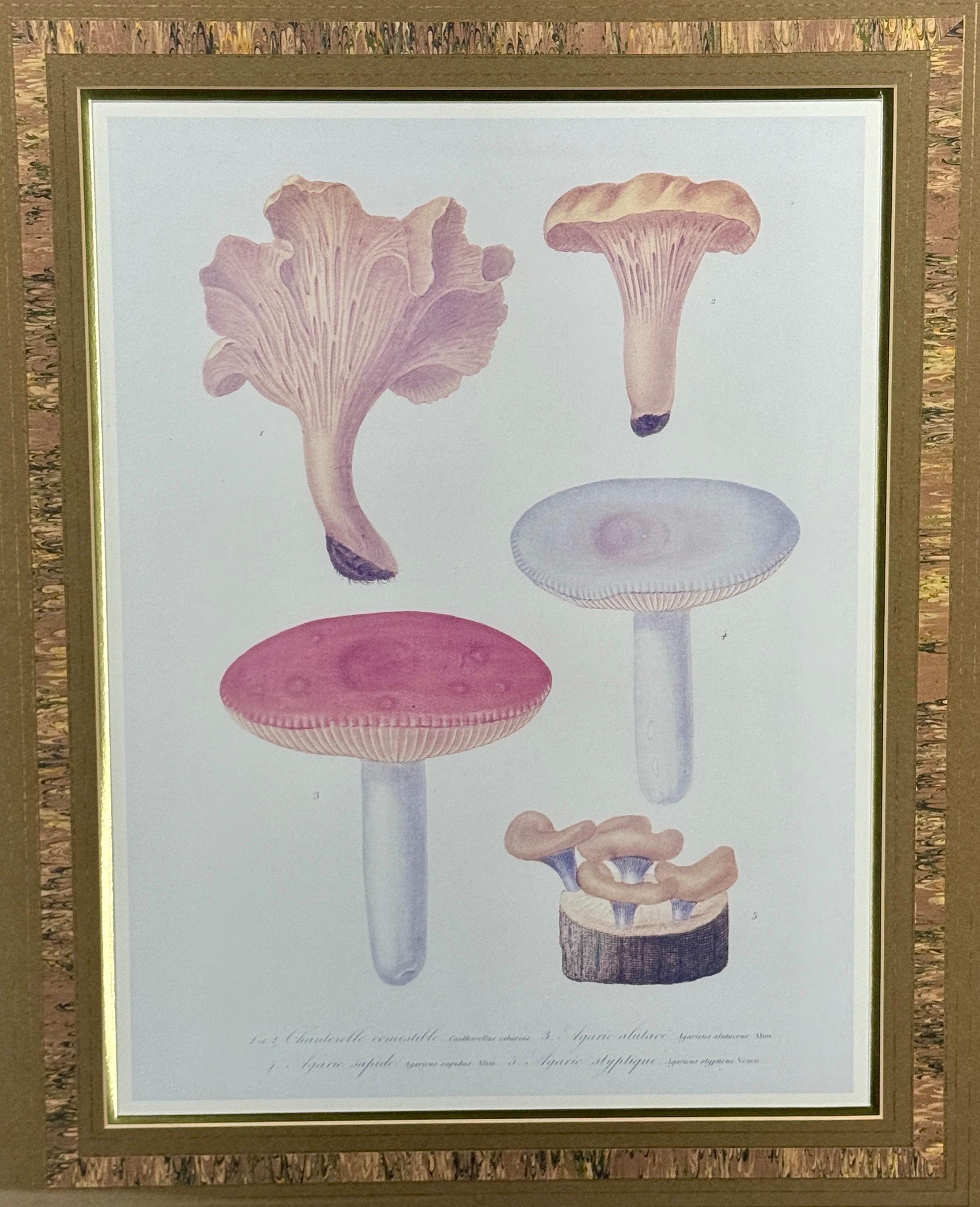 Paire d'impressions d'art taxonomie champignon dans un cadre en bois de ronce en vente 10