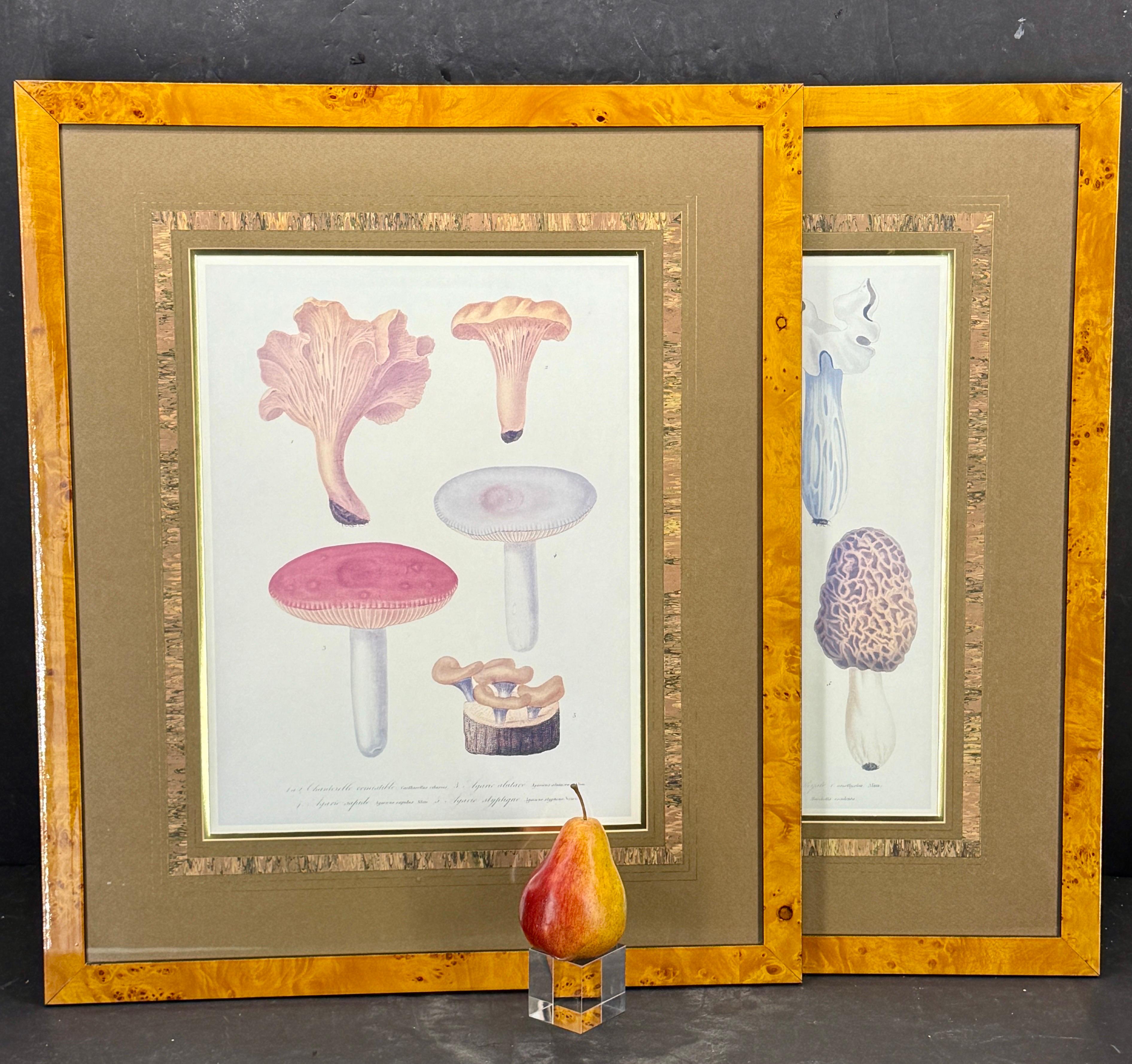 Charmant ensemble d'illustrations botaniques de diverses espèces de champignons. Encadrés sur mesure, ils sont présentés dans un cadre classique en placage de bois de ronce. Un niveau élevé d'élégance et d'extravagance a été ajouté à ces pièces avec