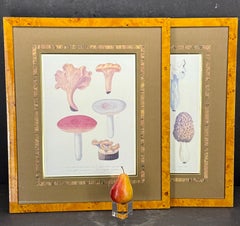 Pareja de Reproducciones de Taxonomía de los Hongos en Marco de Madera de Burl