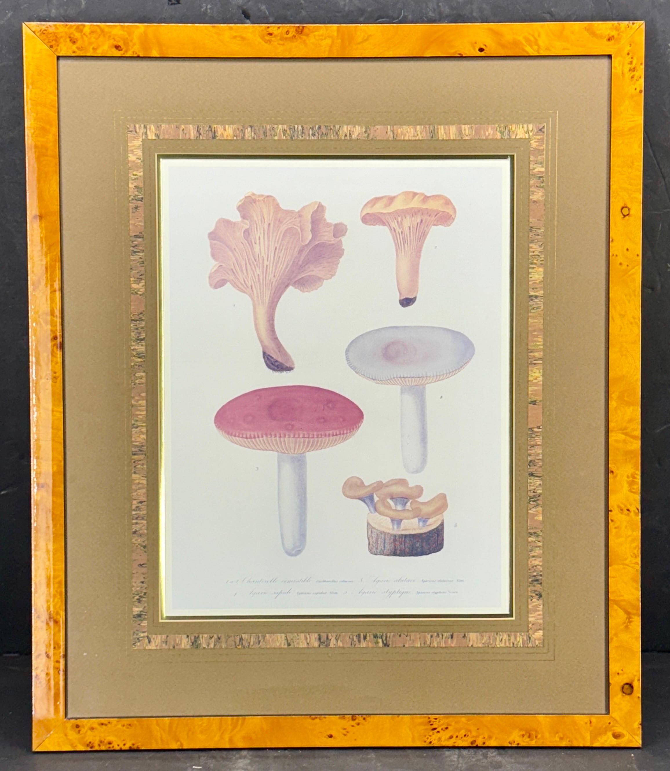 Fait main Paire d'impressions d'art taxonomie champignon dans un cadre en bois de ronce en vente