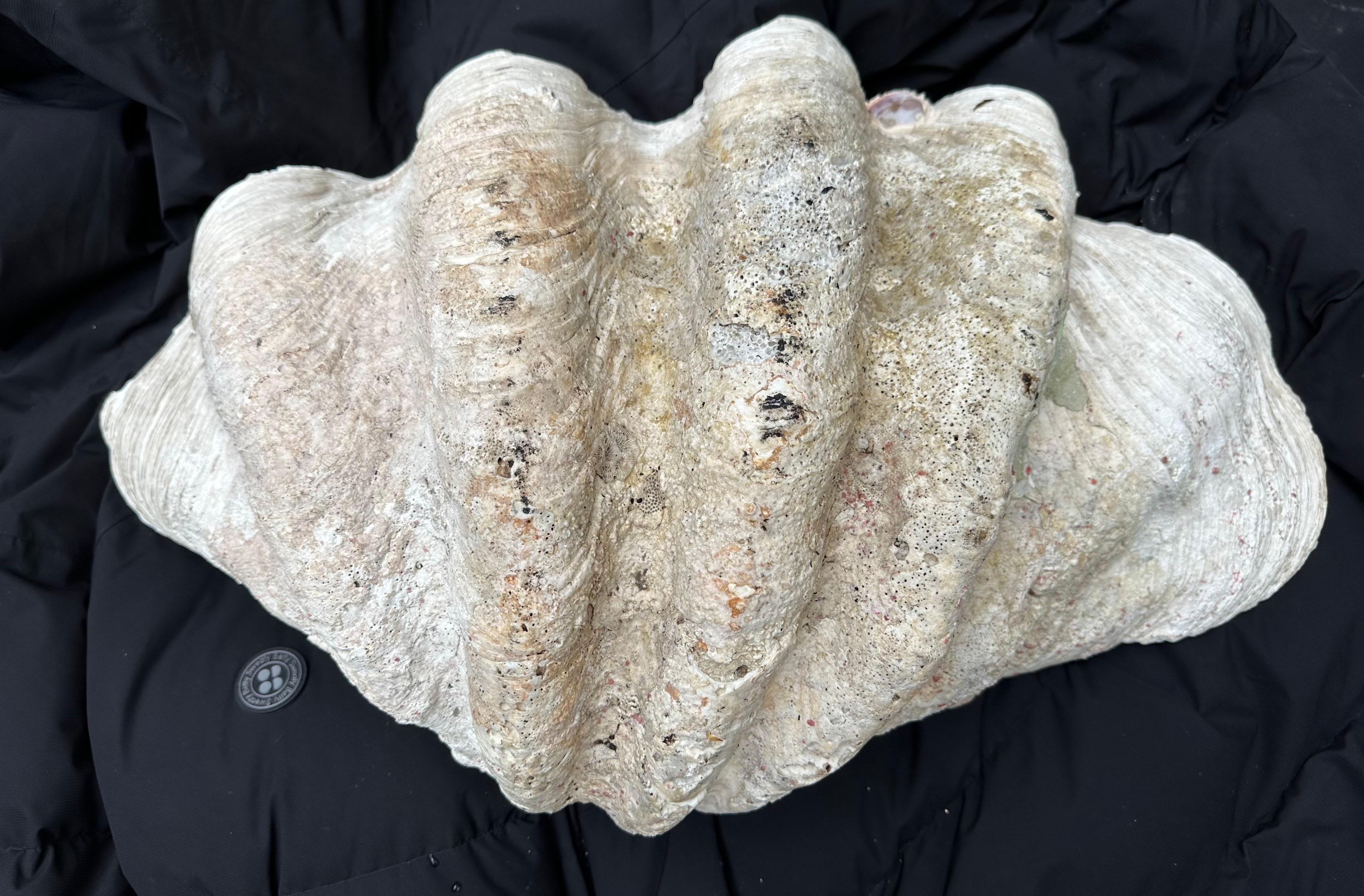 Coquilles de palourdes géantes naturelles à patine laiteuse provenant du Pacifique Sud ou de l'océan Indien. Ils présentent un certain degré d'altération dû à leur âge. Le second coquillage est légèrement plus petit et les deux fonctionnent bien