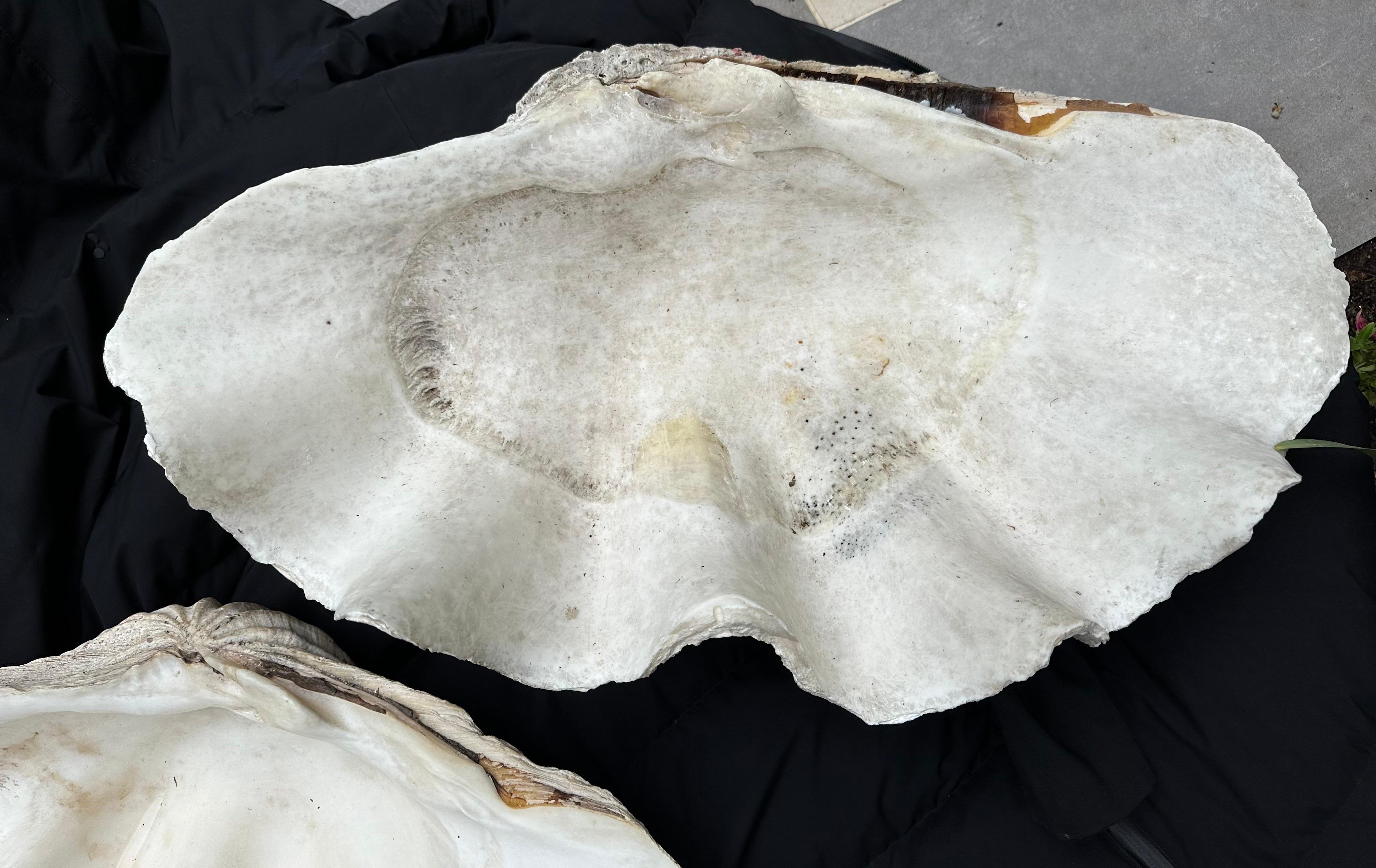 clam transparent
