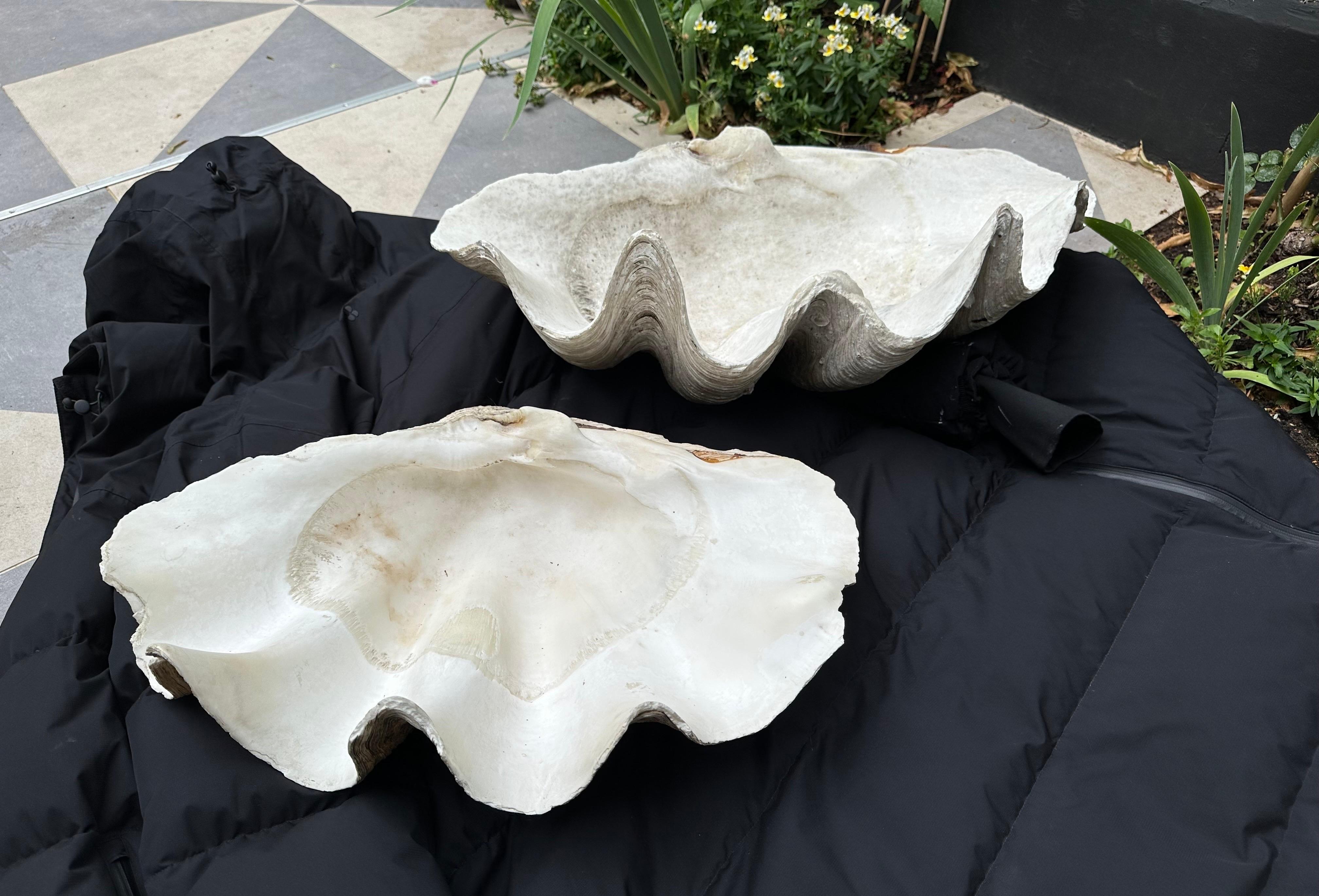 picture of giant clam