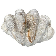 Pair of Natural Giant Clam Shells.