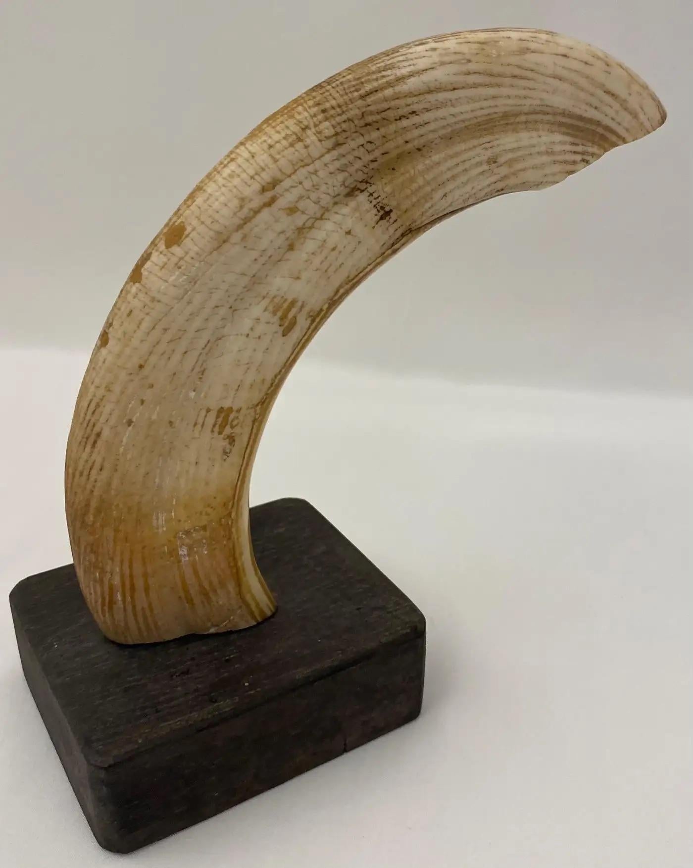 South African Pair of Bookends Natural Hippopotamus Teeth Mounted, Turn-of-the-Century For Sale