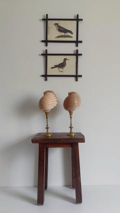 Pair of Natural Sea Shells on Mid-Century Swedish Skultuna Brass Candlesticks
