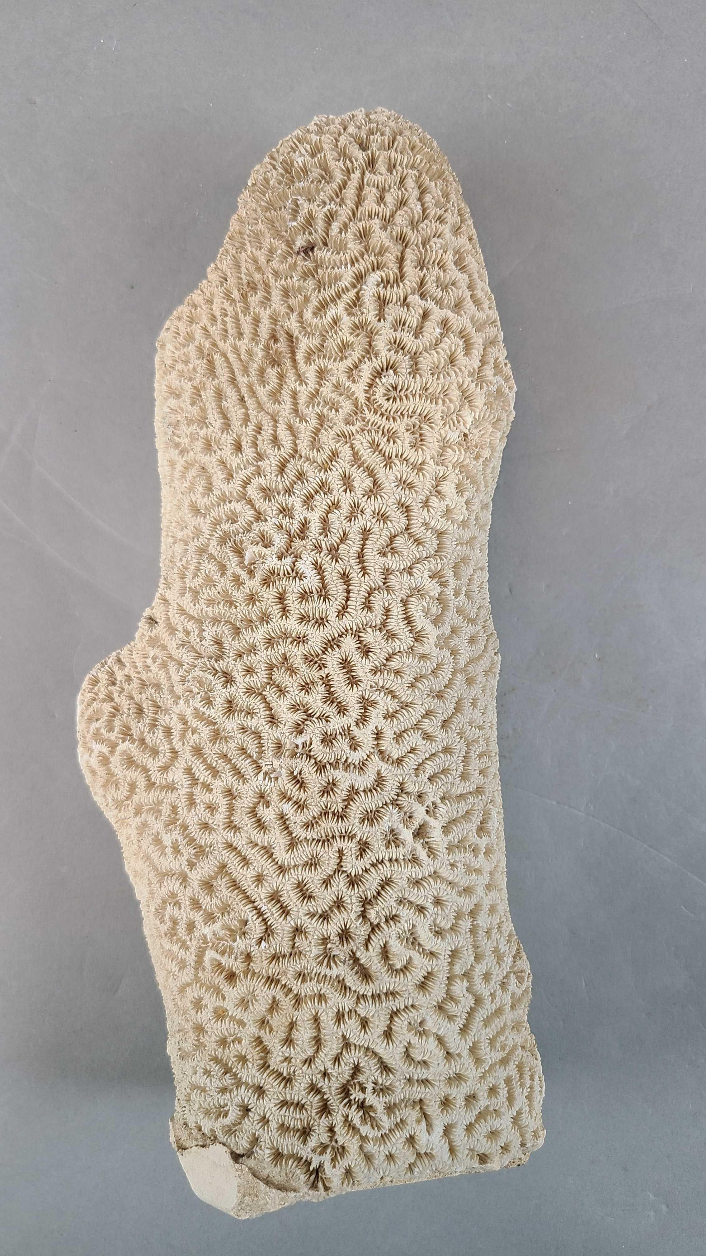 Unknown Pair of Natural Standing Brain Coral Obelisks For Sale