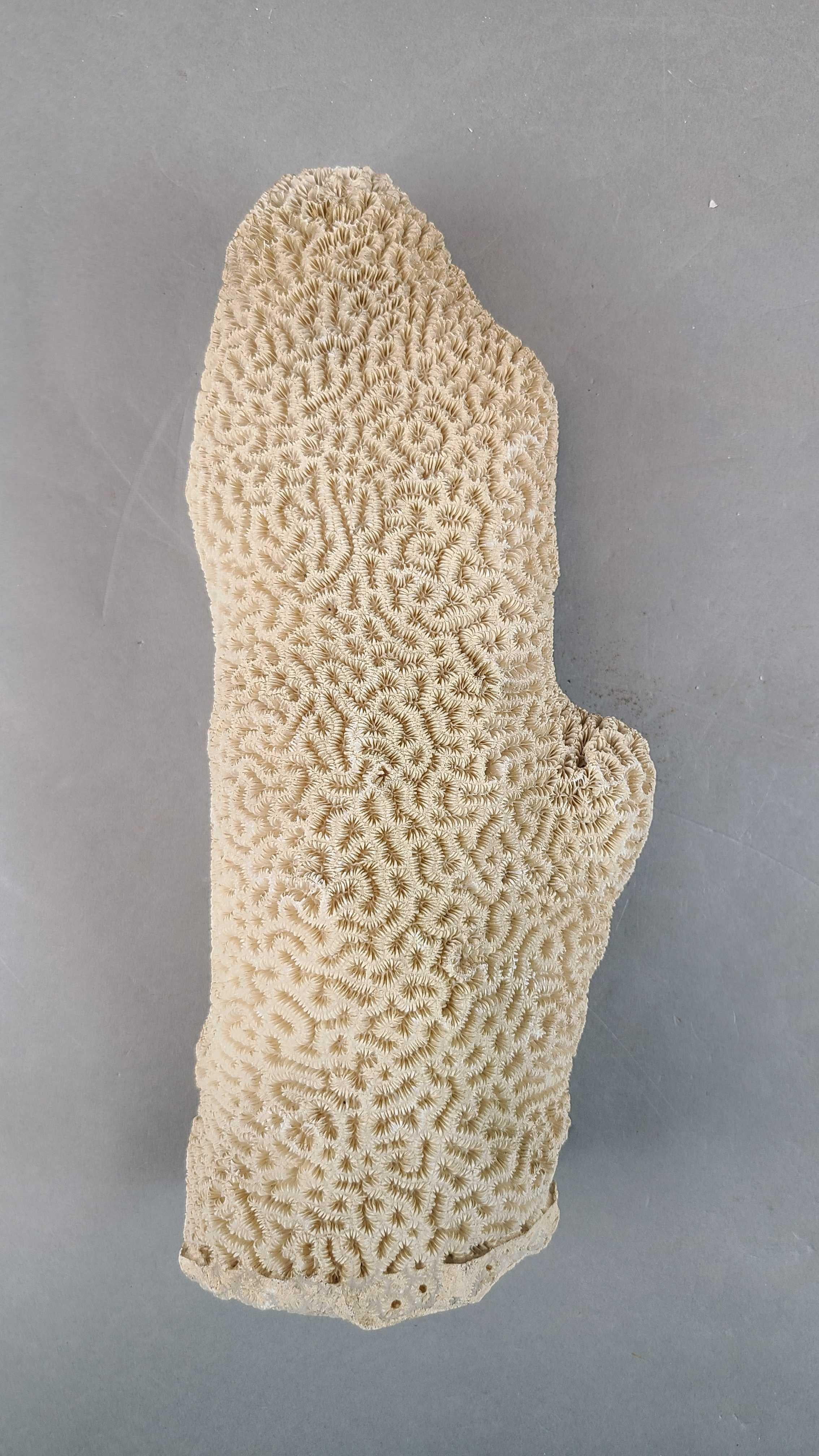 Pair of Natural Standing Brain Coral Obelisks In Good Condition For Sale In Leesburg, VA