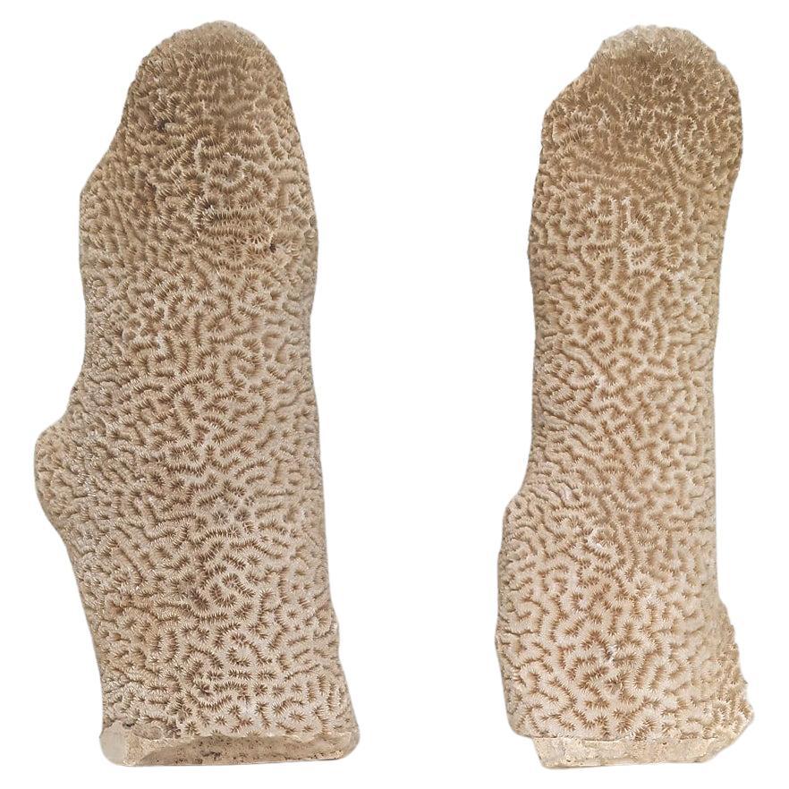 Pair of Natural Standing Brain Coral Obelisks For Sale