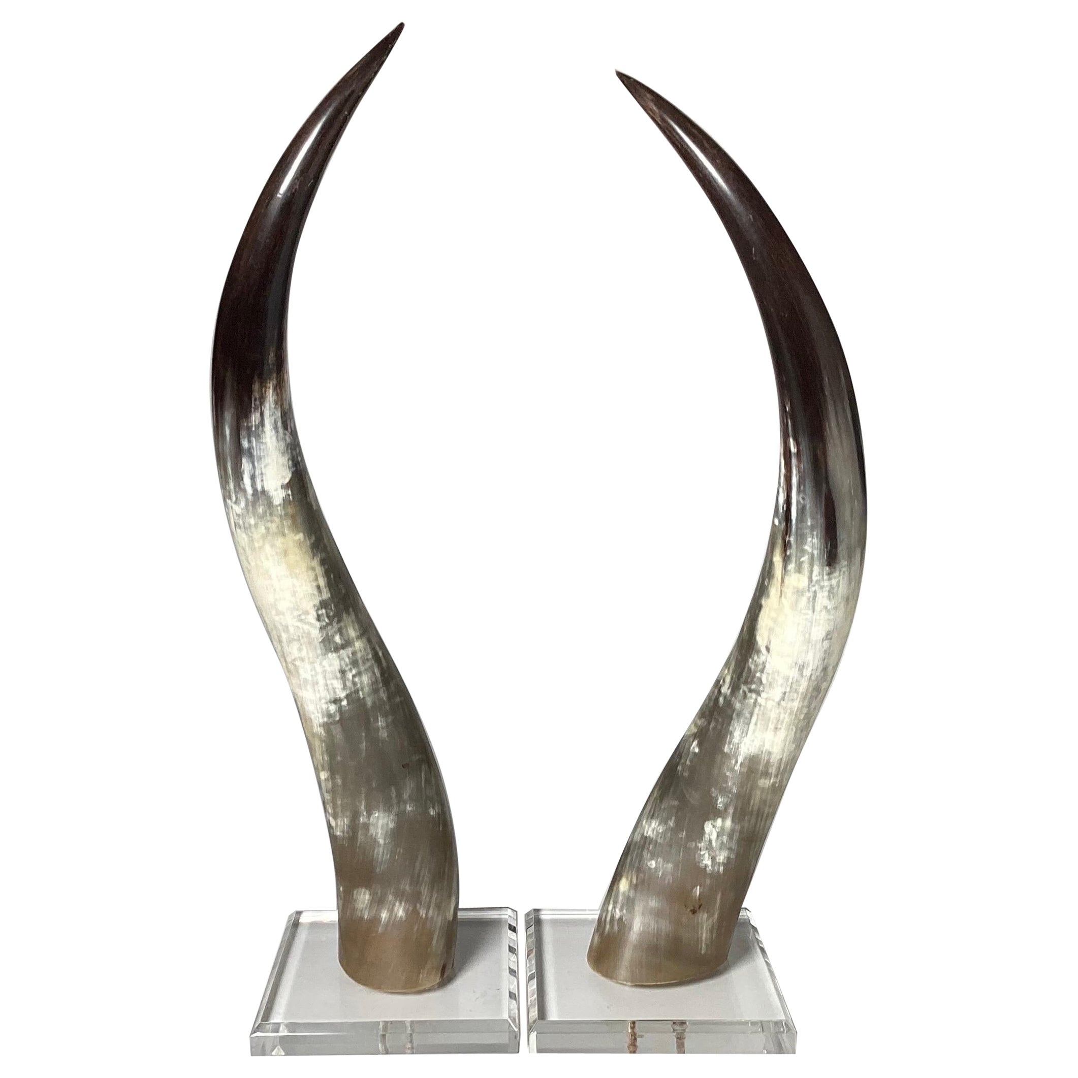 Coppia di corni di manzo naturali su basi in lucite