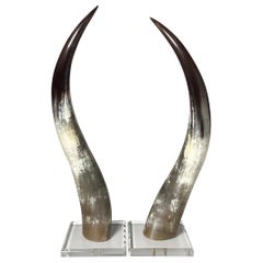 Pareja de Cuernos de Novillo Naturales sobre Bases de Lucite