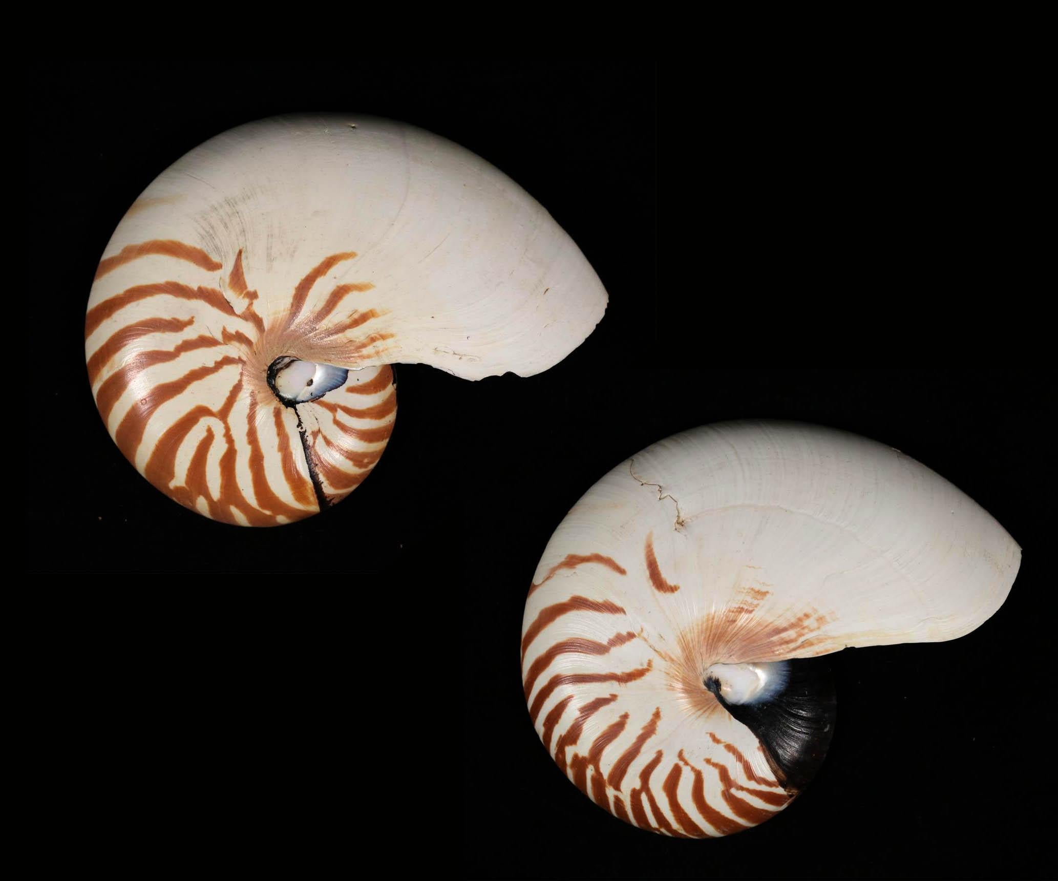 Paire de demi-coquillages de Nautilus à rayures naturelles

Nautilus Pompulus
Philippines ; récolté au 20e siècle

Dimensions approximatives : 7 (l) x 5,5 (h) x 2,75 (d) po.

Les coquilles de Nautilus sont depuis longtemps un sujet d'émerveillement