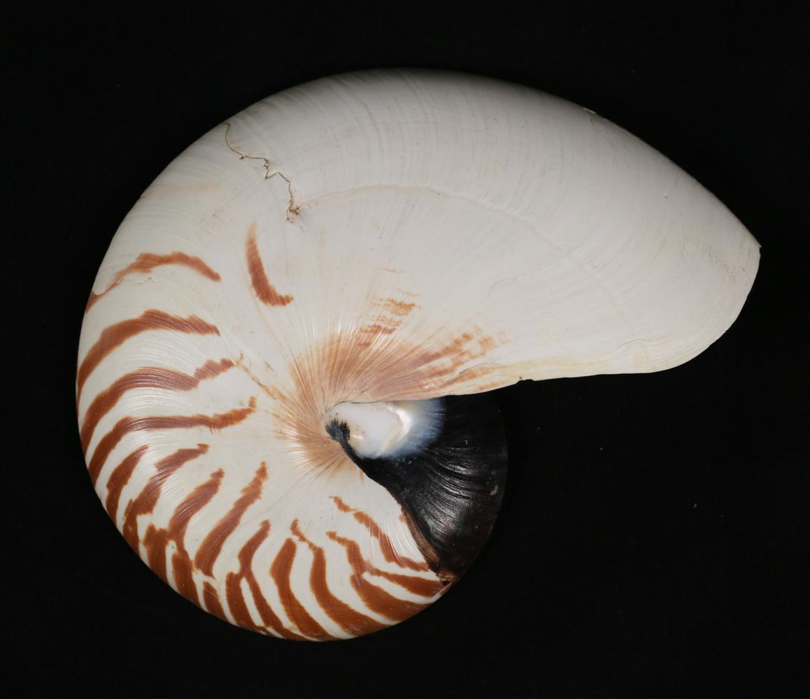 Organic Modern Pair of Natural Striped Chambered Nautilus Half Shells For Sale