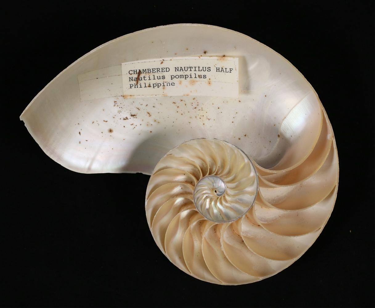 Philippine Pair of Natural Striped Chambered Nautilus Half Shells For Sale