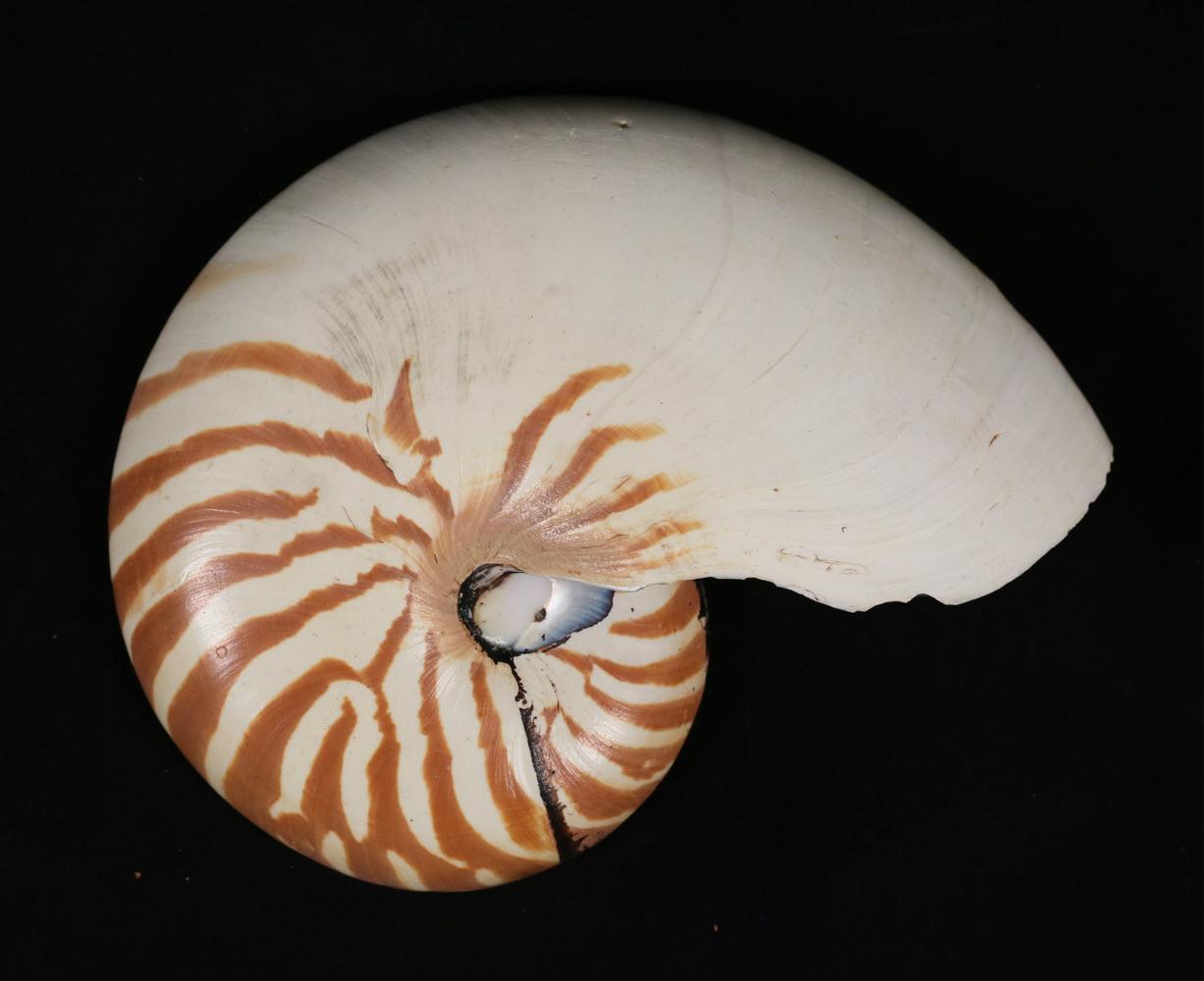 Philippine Pair of Natural Striped Chambered Nautilus Half Shells For Sale