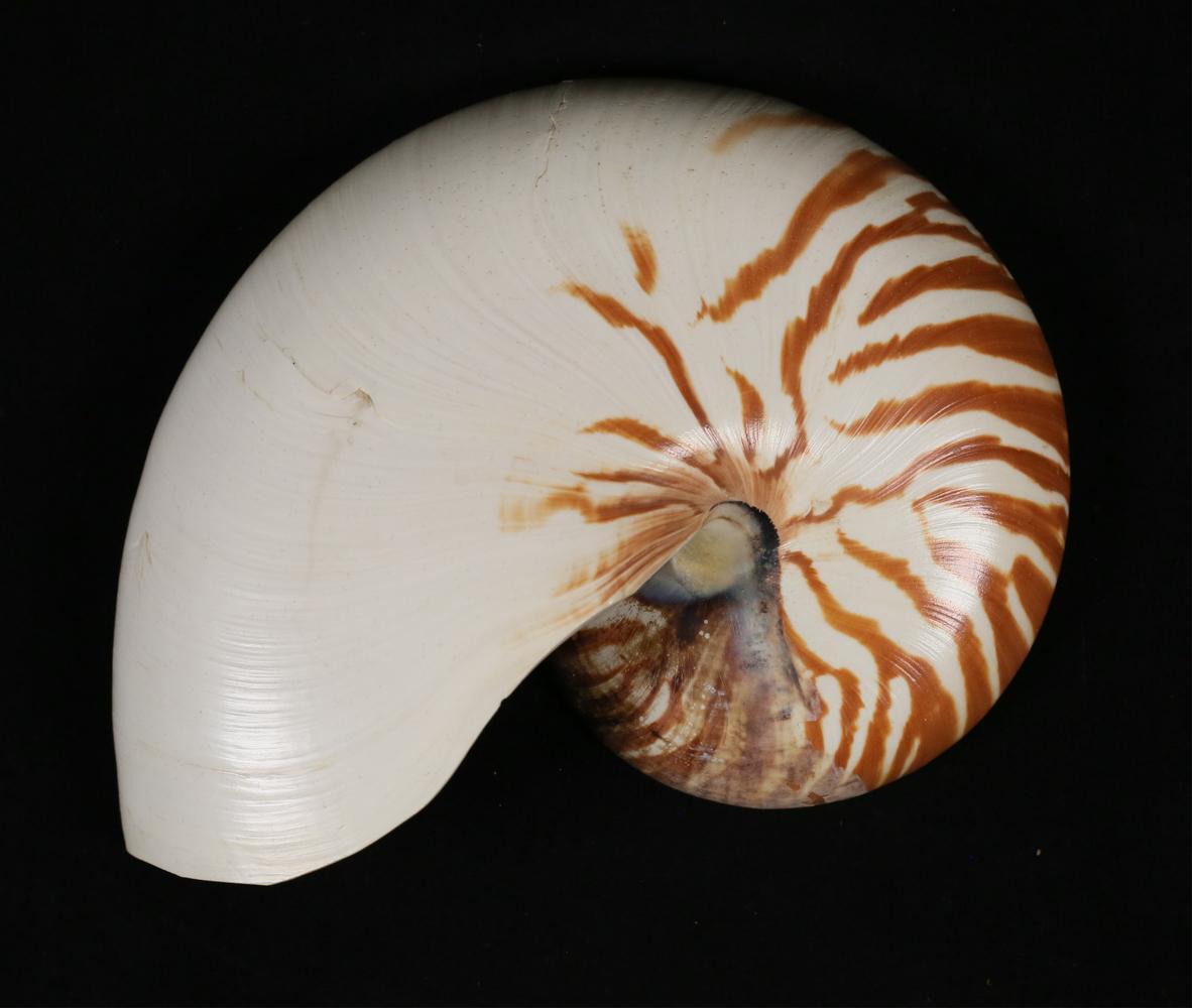 Pair of Natural Striped Chambered Nautilus Half Shells In Good Condition For Sale In Leesburg, VA