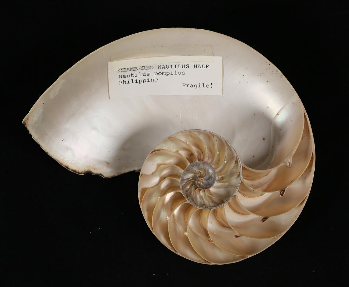 Organique Paire de demi-coquillages de Nautilus à rayures naturelles