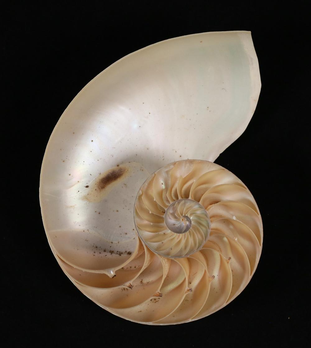 Organico moderno Coppia di mezze conchiglie Nautilus a camera a strisce Nature in vendita