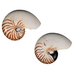 Antique Pair of Natural Striped Chambered Nautilus Half Shells