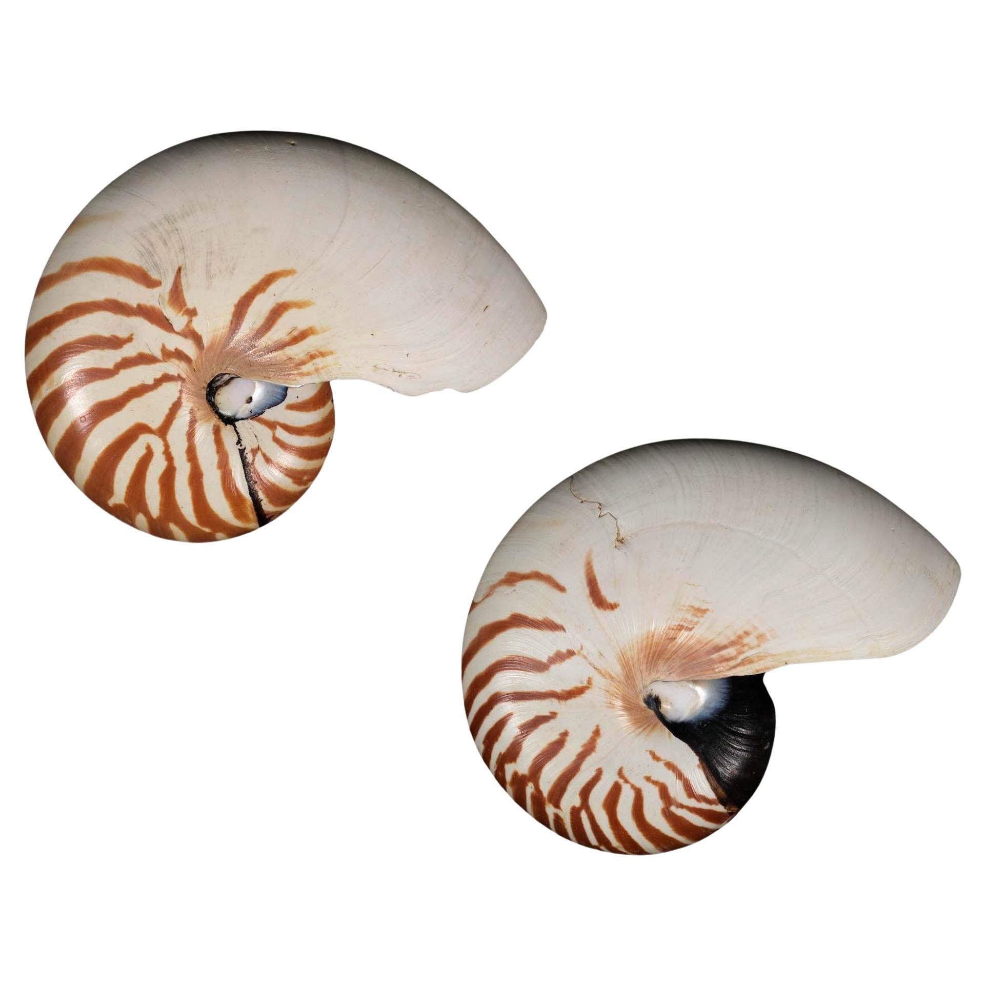 Pair of Natural Striped Chambered Nautilus Half Shells For Sale