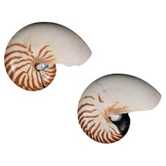 Pareja de Medias Conchas de Nautilus de Cámara Rayadas Naturales