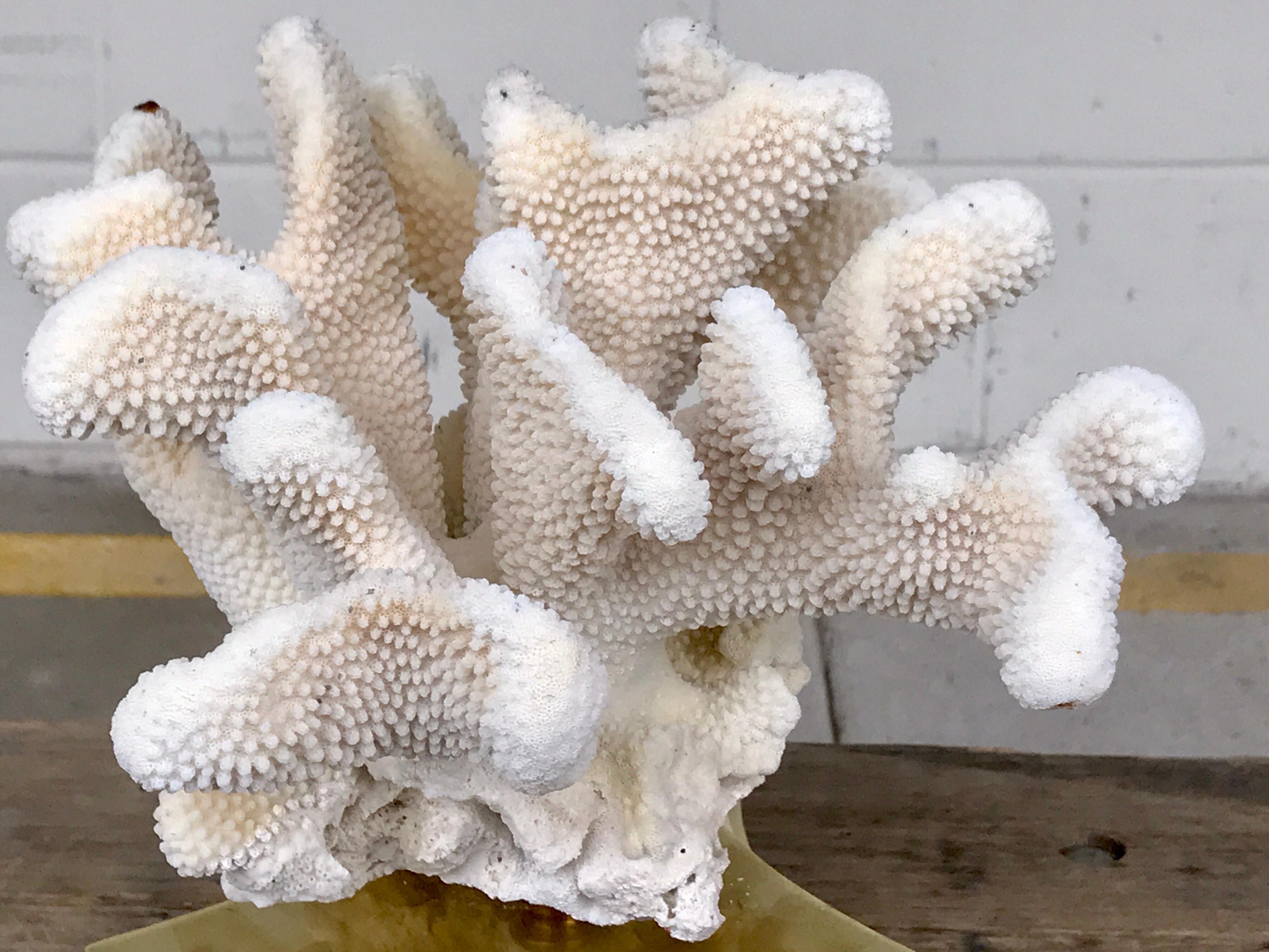Pair of Natural White Specimen Coral on Antique Italian Bronze Bases 4