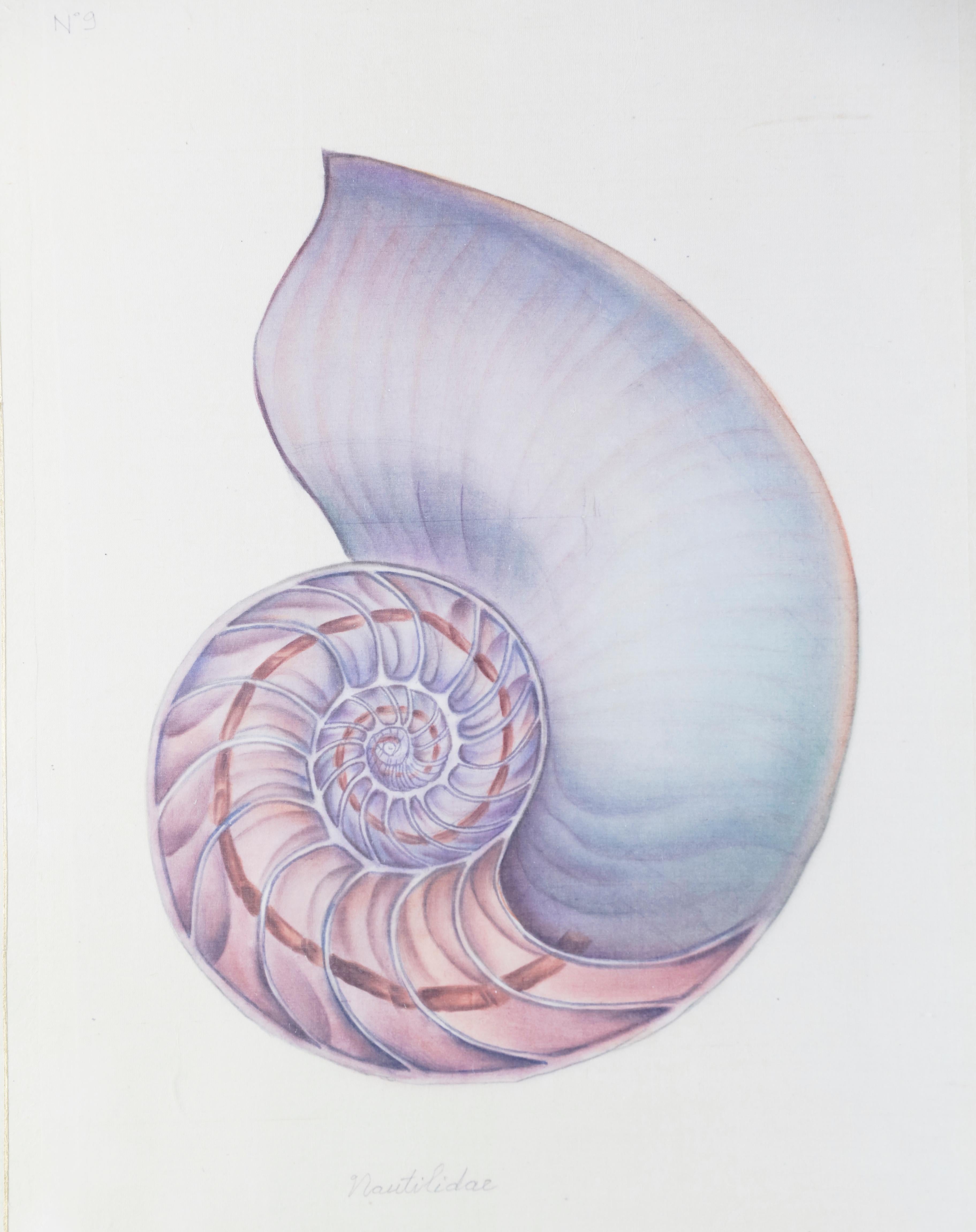 Pair of Nautilus Shell Prints 6