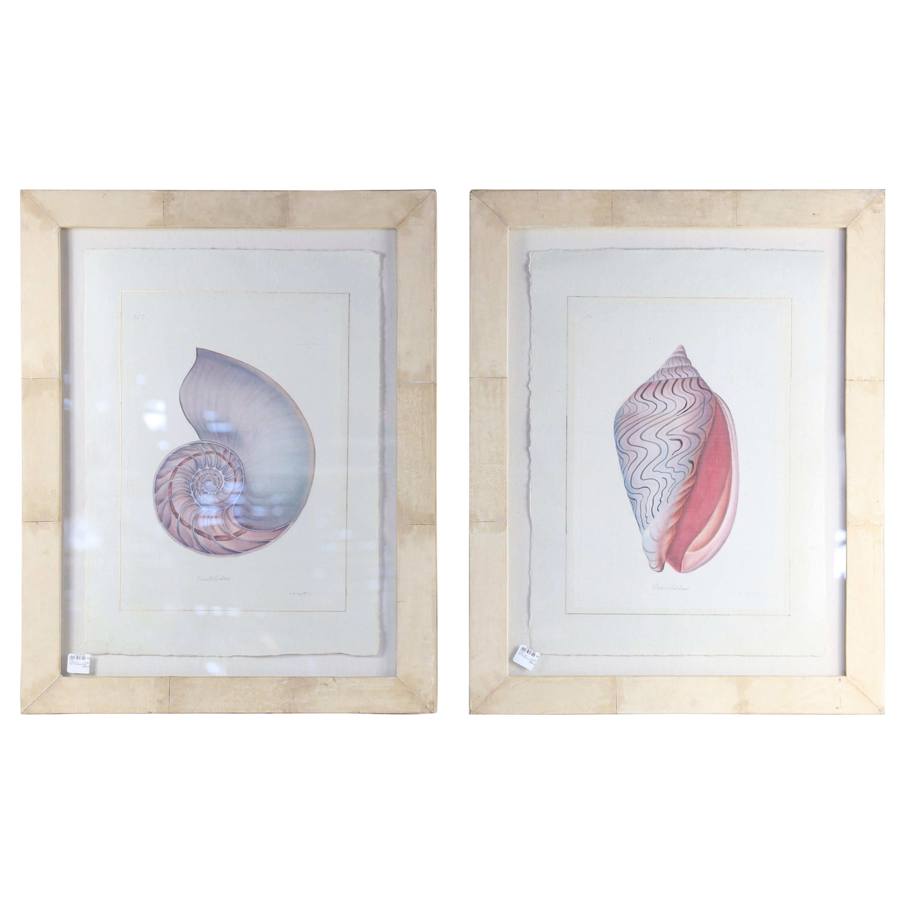 Pair of Nautilus Shell Prints