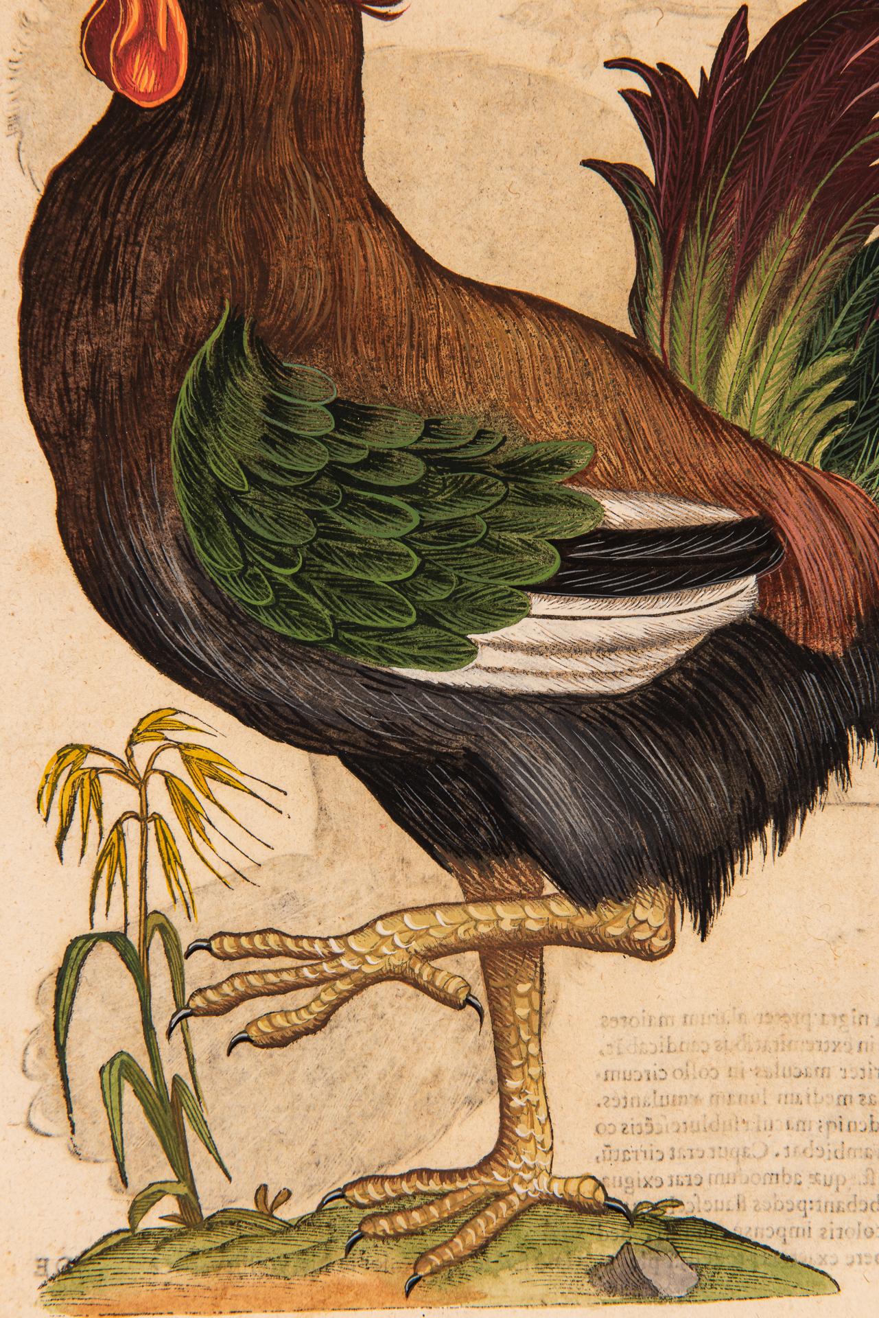 Ein Paar Drucke aus der alten Ornithologie im Angebot 2