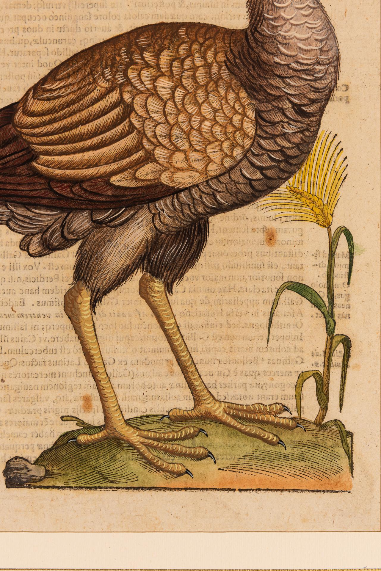 Ein Paar Drucke aus der alten Ornithologie im Angebot 3