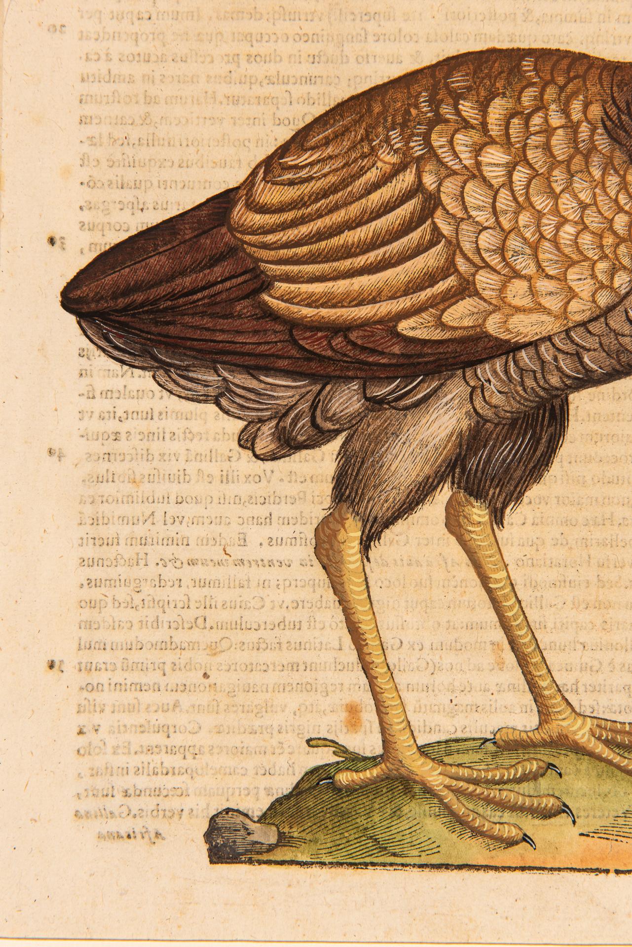 Ein Paar Drucke aus der alten Ornithologie im Angebot 4