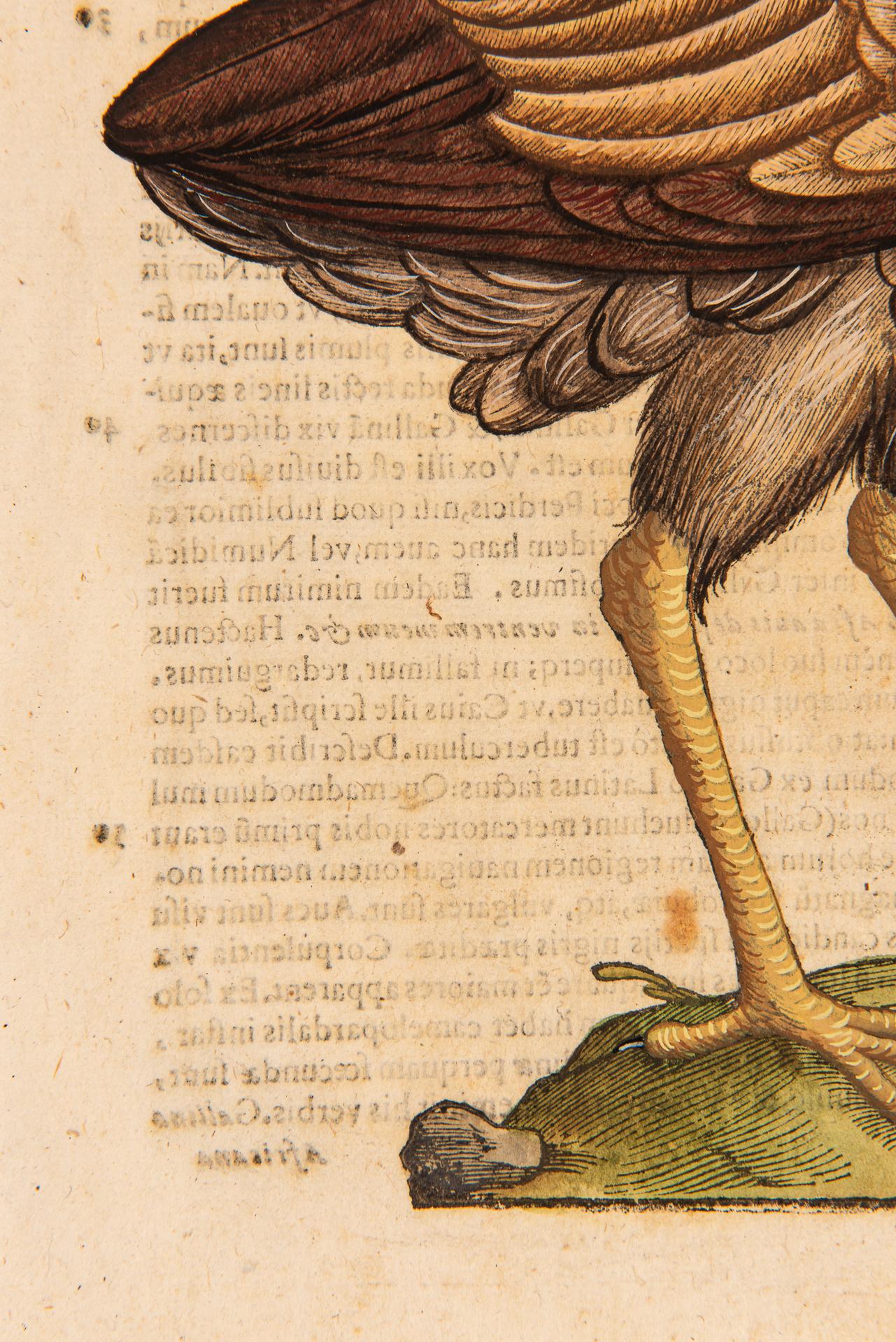 Ein Paar Drucke aus der alten Ornithologie im Angebot 5