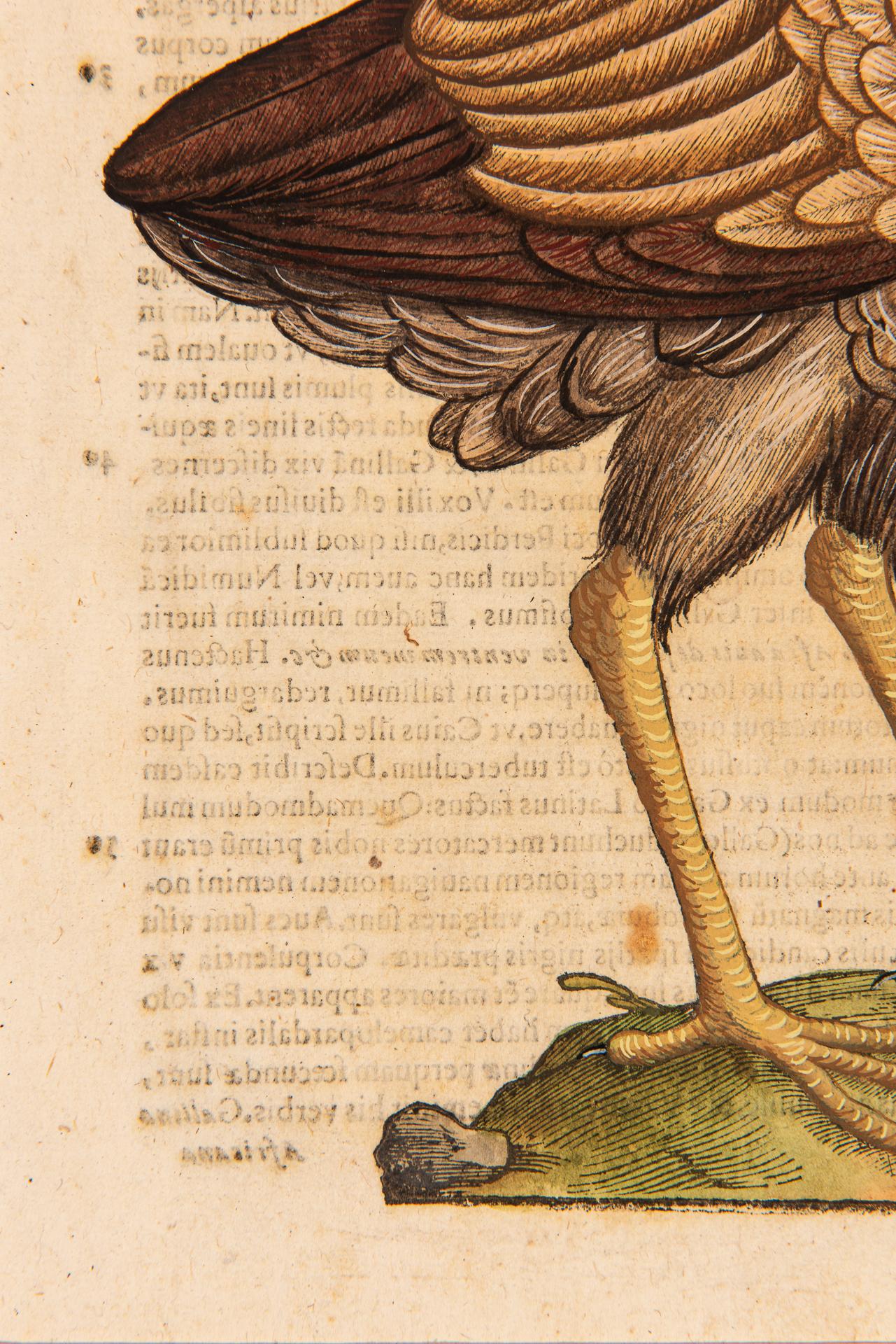 Ein Paar Drucke aus der alten Ornithologie im Angebot 6