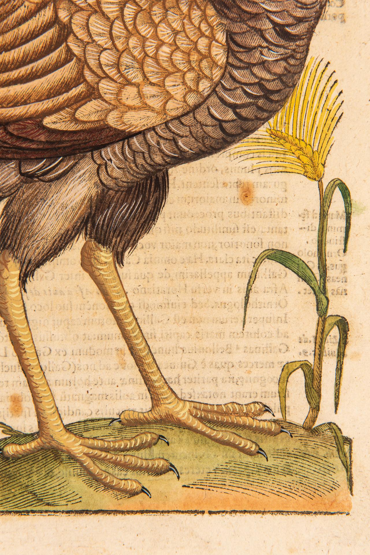 Ein Paar Drucke aus der alten Ornithologie im Angebot 7