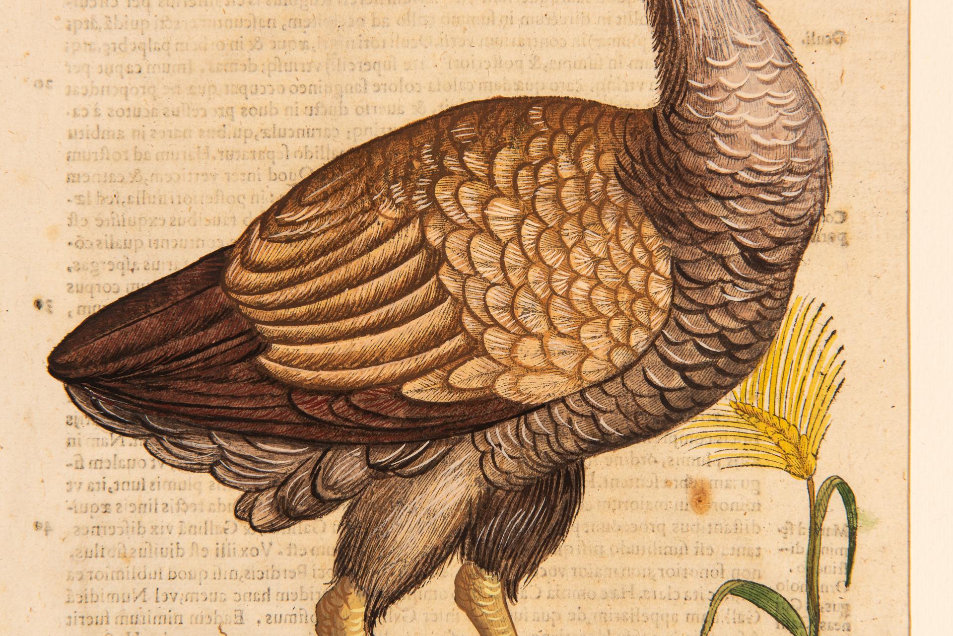 Ein Paar Drucke aus der alten Ornithologie im Angebot 8