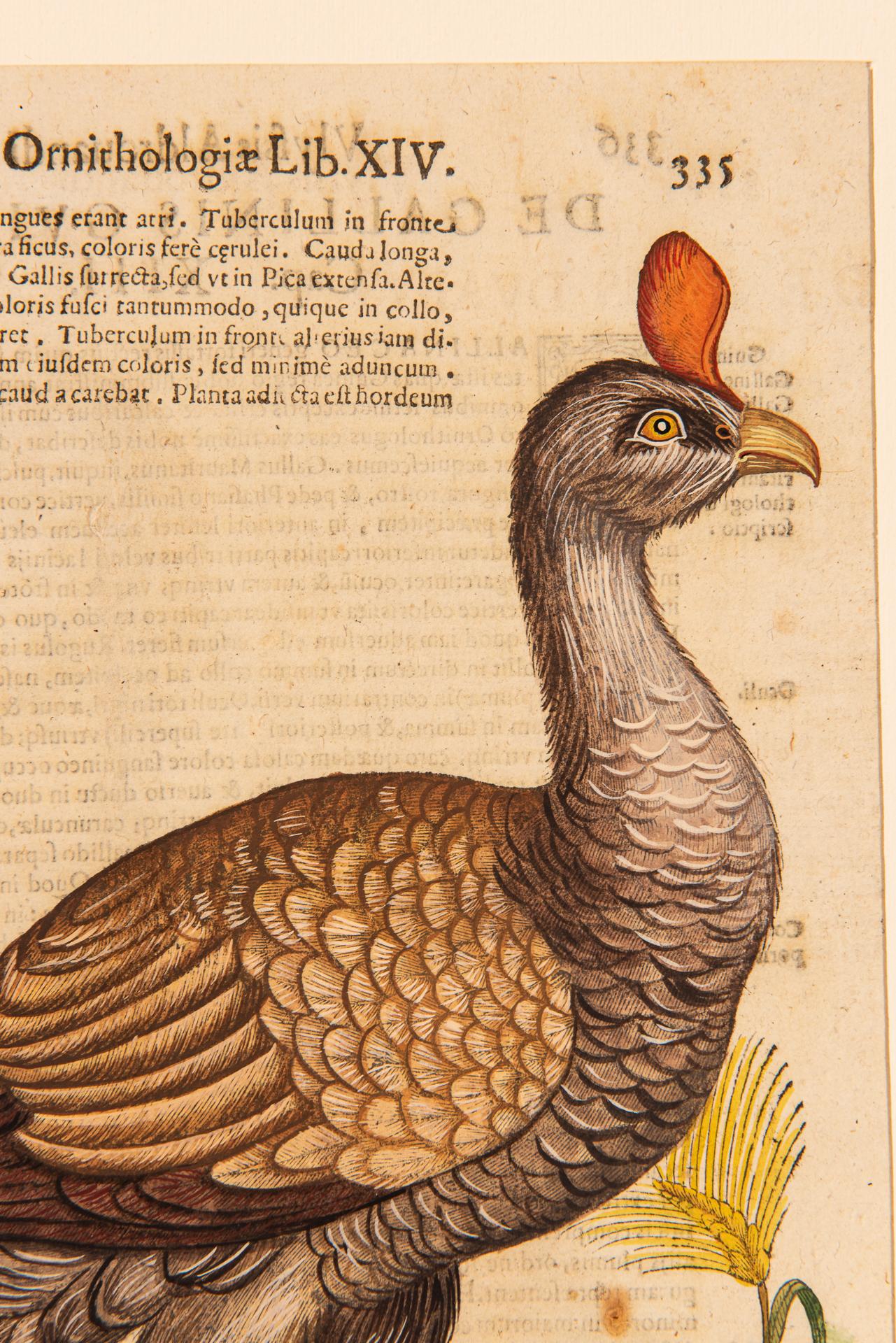 Ein Paar Drucke aus der alten Ornithologie im Angebot 9