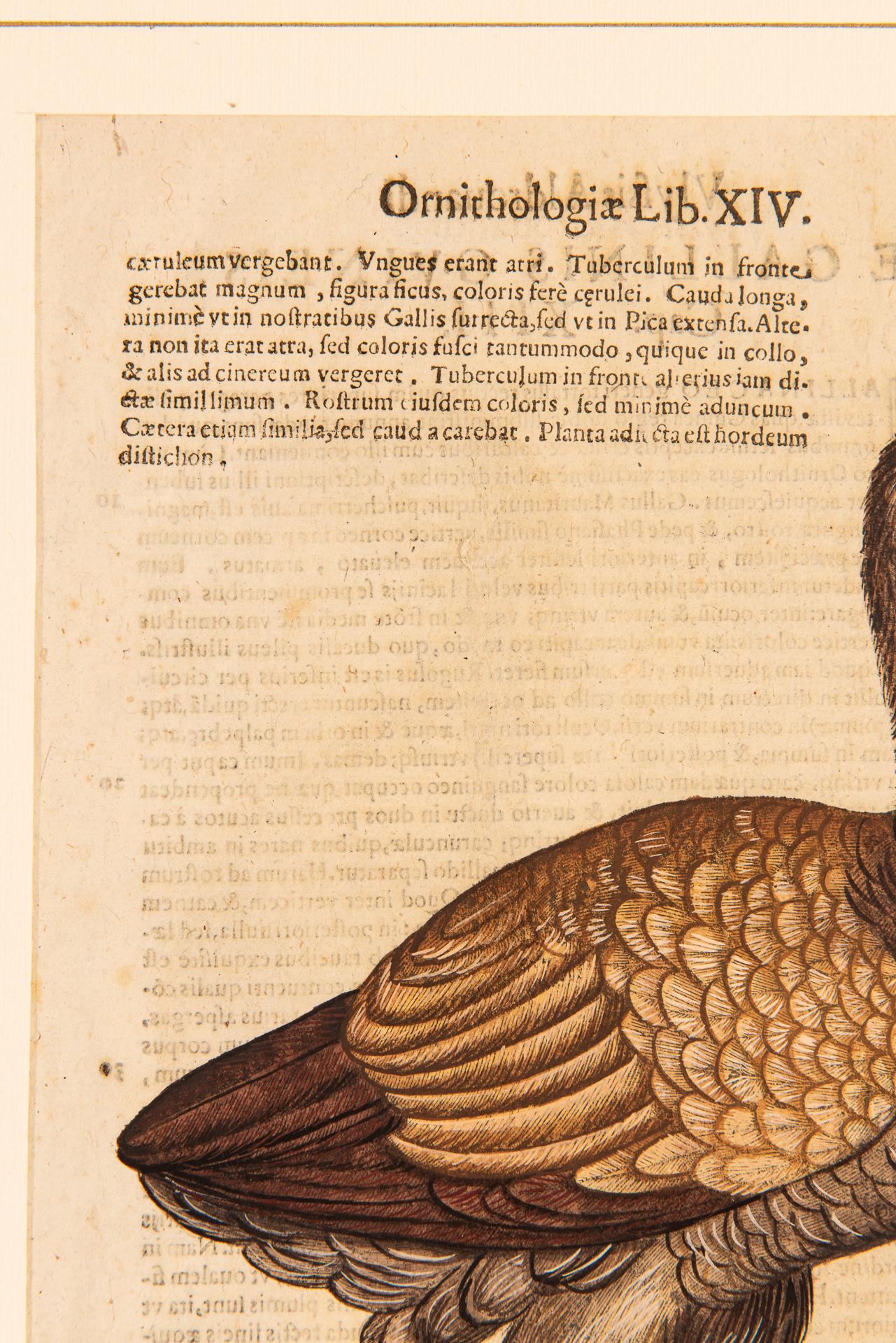 Ein Paar Drucke aus der alten Ornithologie im Angebot 10