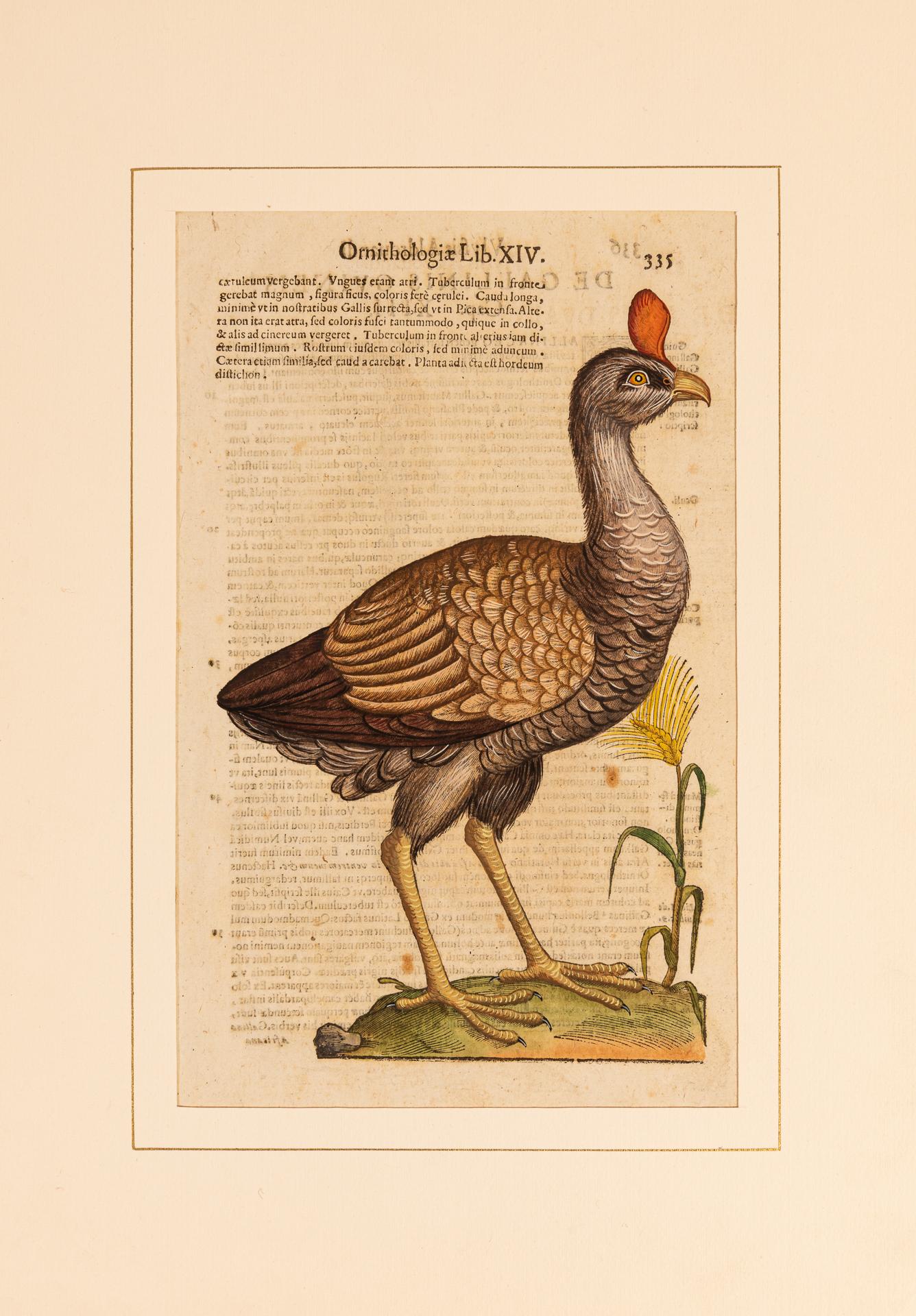 Ein Paar Drucke aus der alten Ornithologie (Italienisch) im Angebot