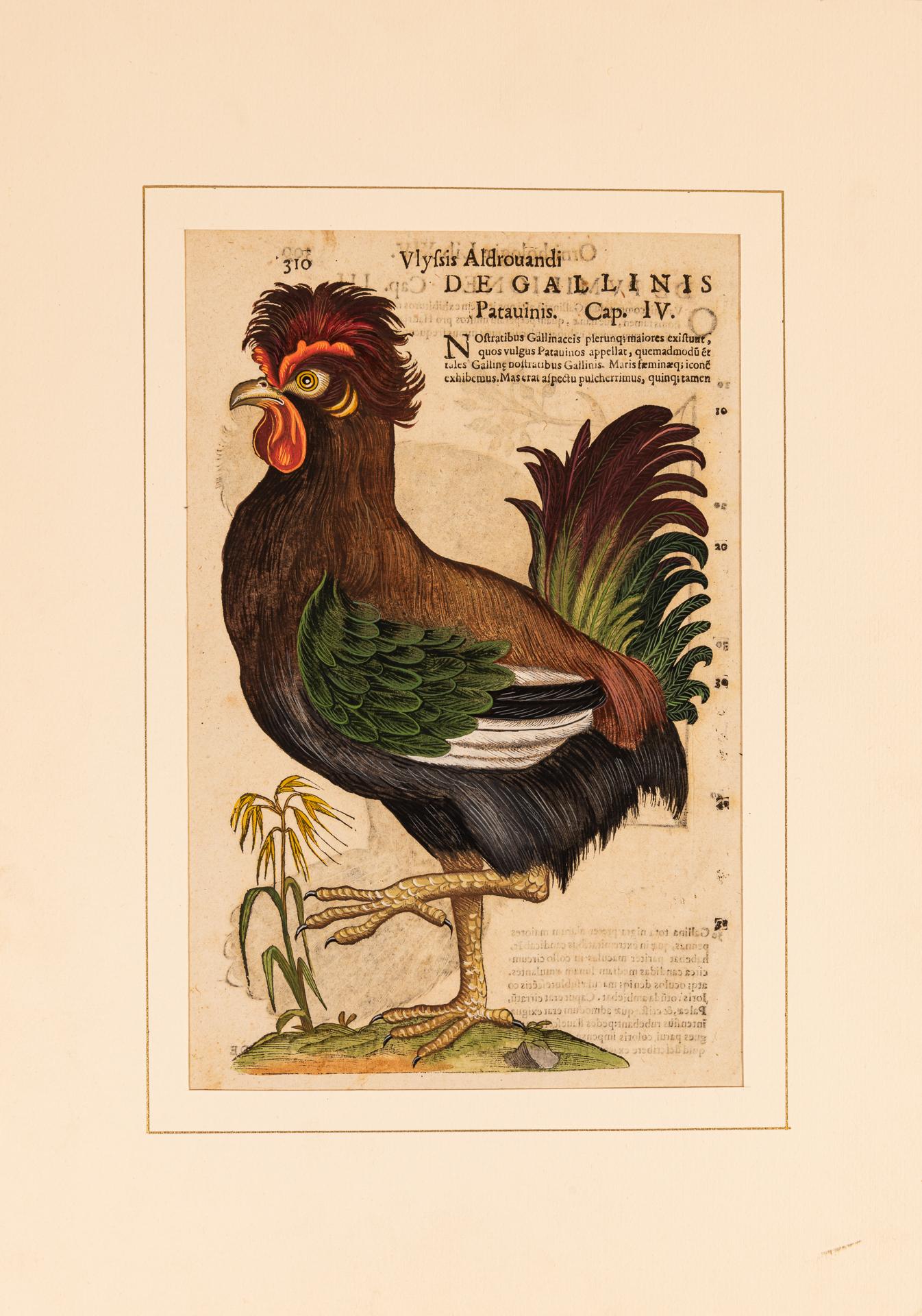 Ein Paar Drucke aus der alten Ornithologie (Graviert) im Angebot