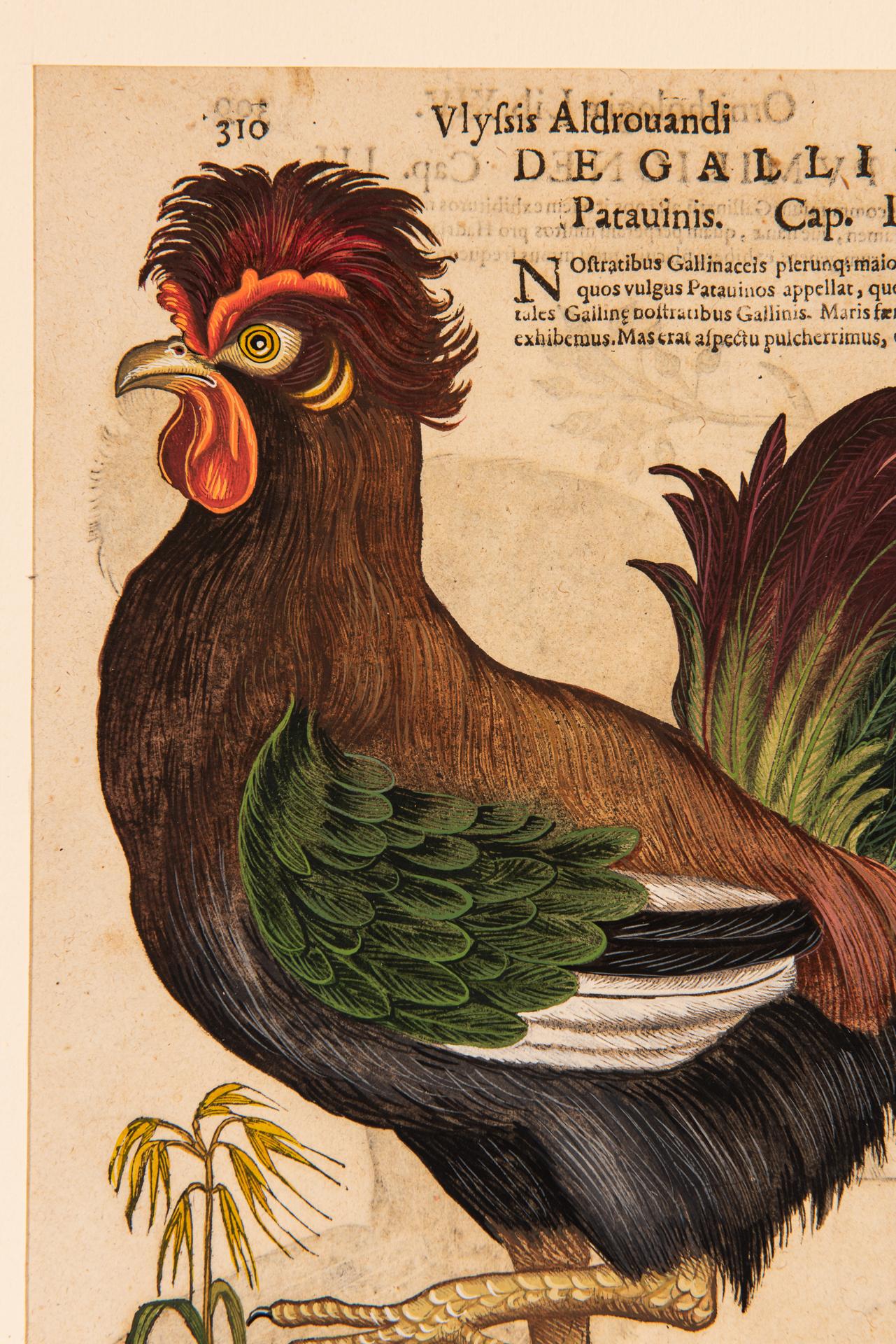Ein Paar Drucke aus der alten Ornithologie im Zustand „Hervorragend“ im Angebot in Alessandria, Piemonte