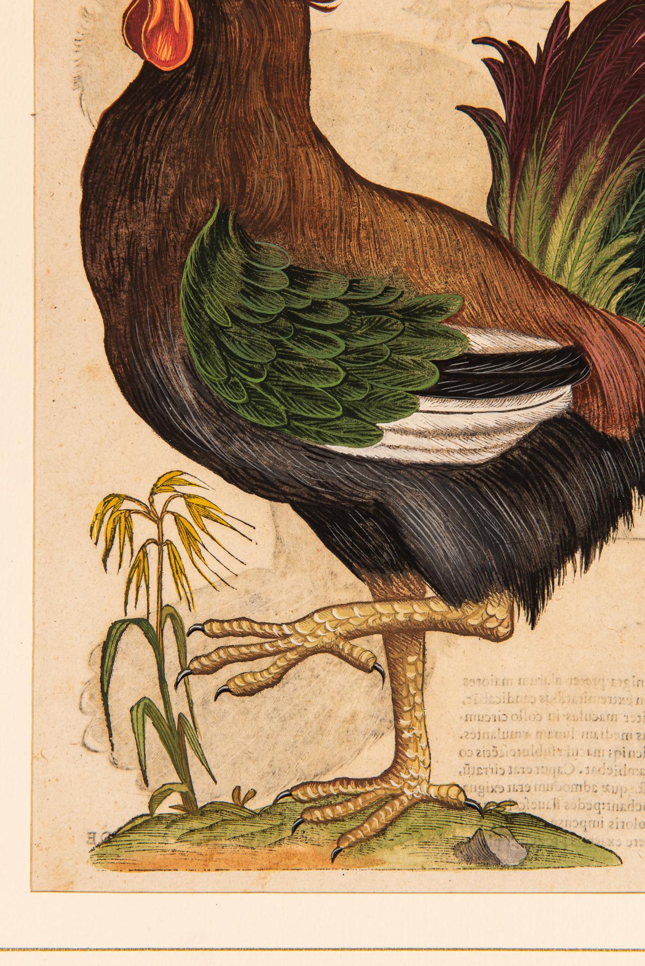 Ein Paar Drucke aus der alten Ornithologie (17. Jahrhundert) im Angebot