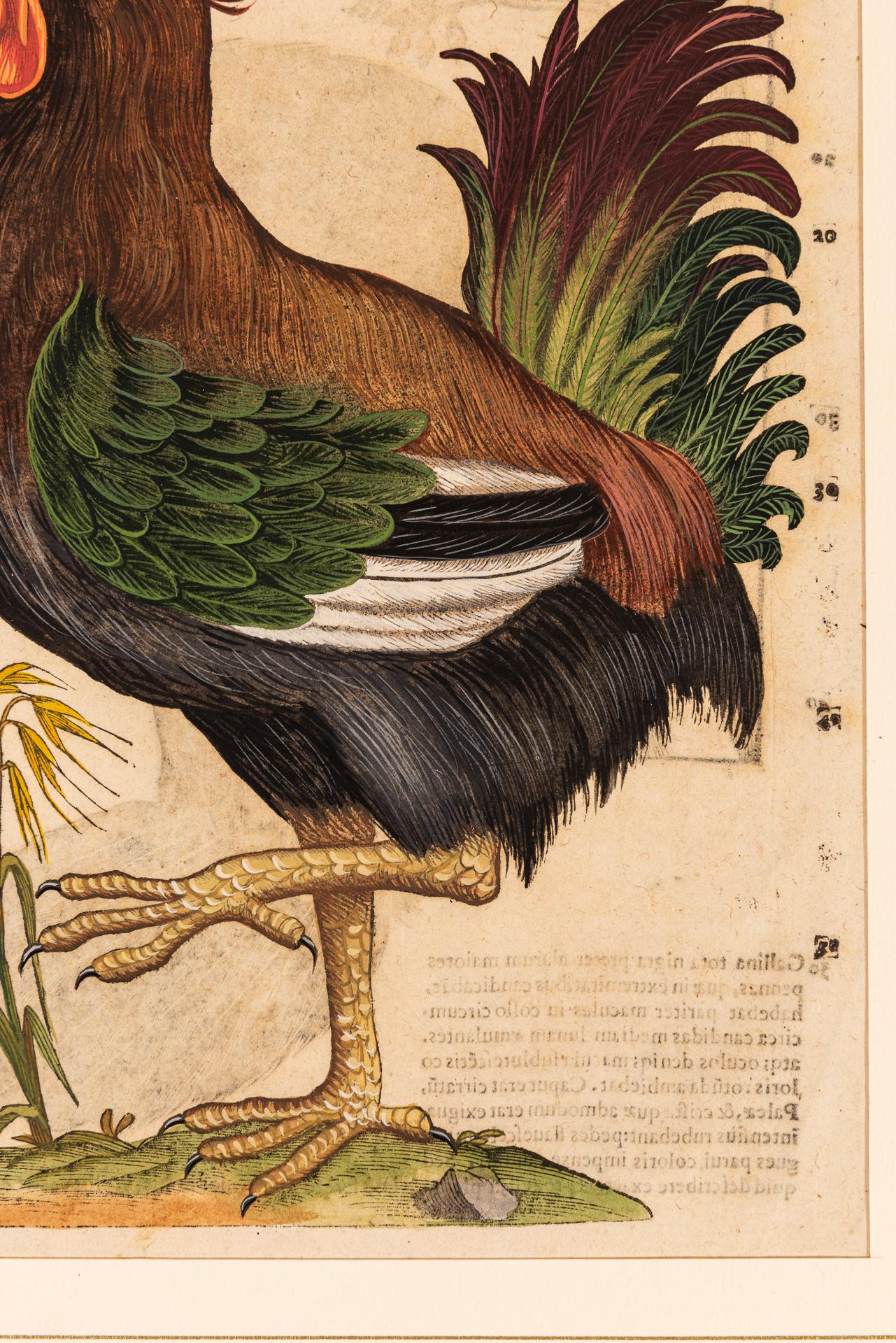 Ein Paar Drucke aus der alten Ornithologie (Papier) im Angebot
