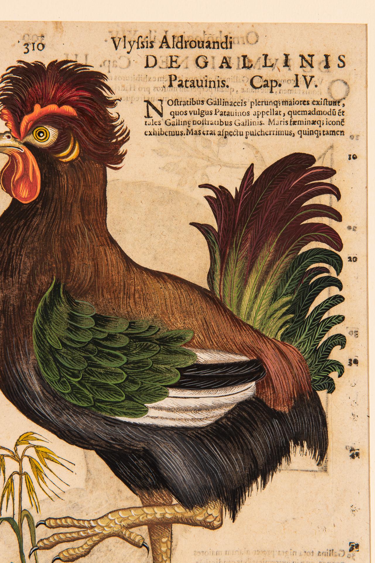 Ein Paar Drucke aus der alten Ornithologie im Angebot 1