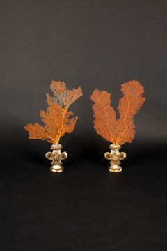 Pair of Orange Fan Corals Mounted on 19th-Century Gilded Wood Bases