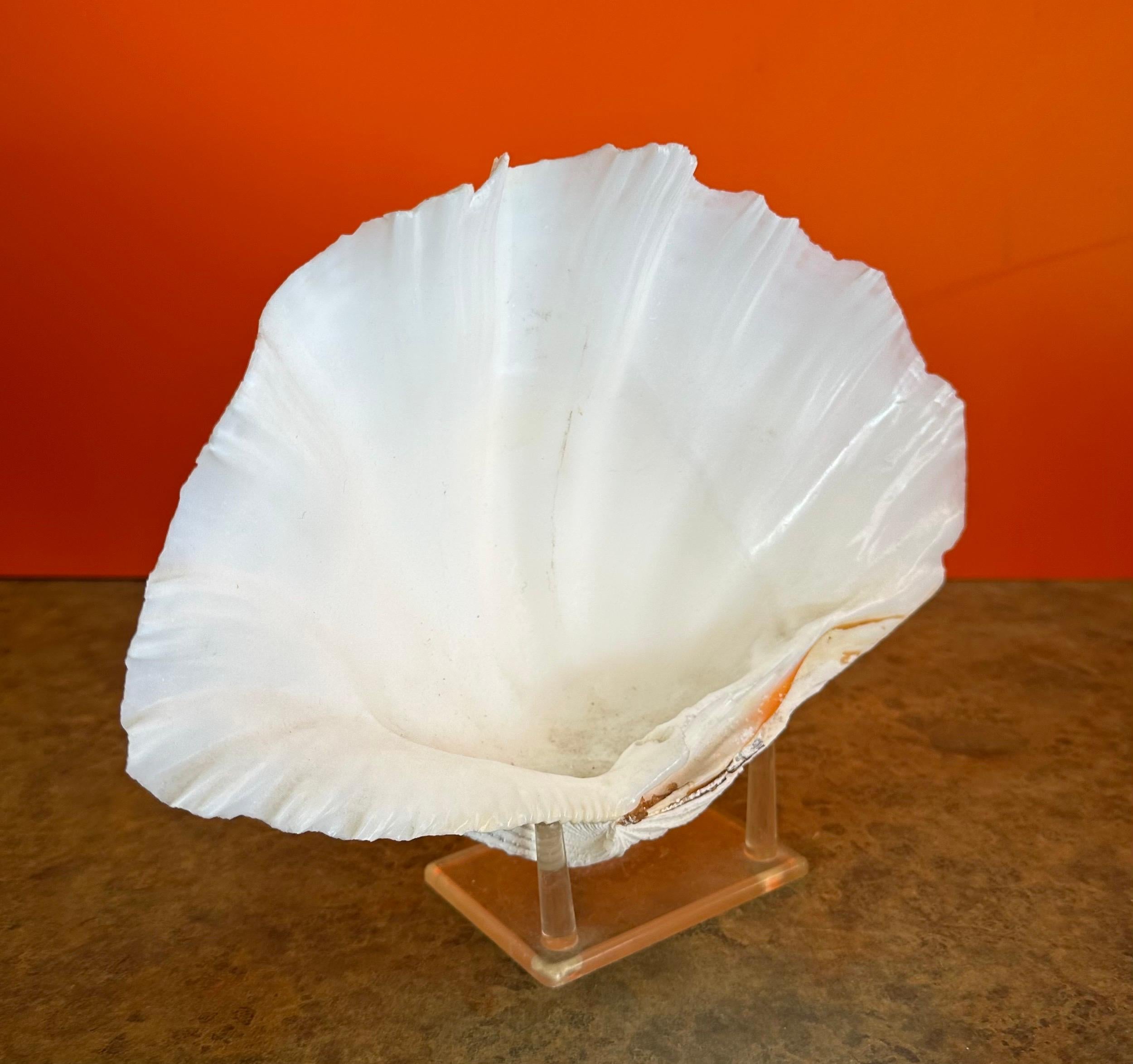 Paire de coquillages sculpturaux organiques Clam sur socle en Lucite en vente 3